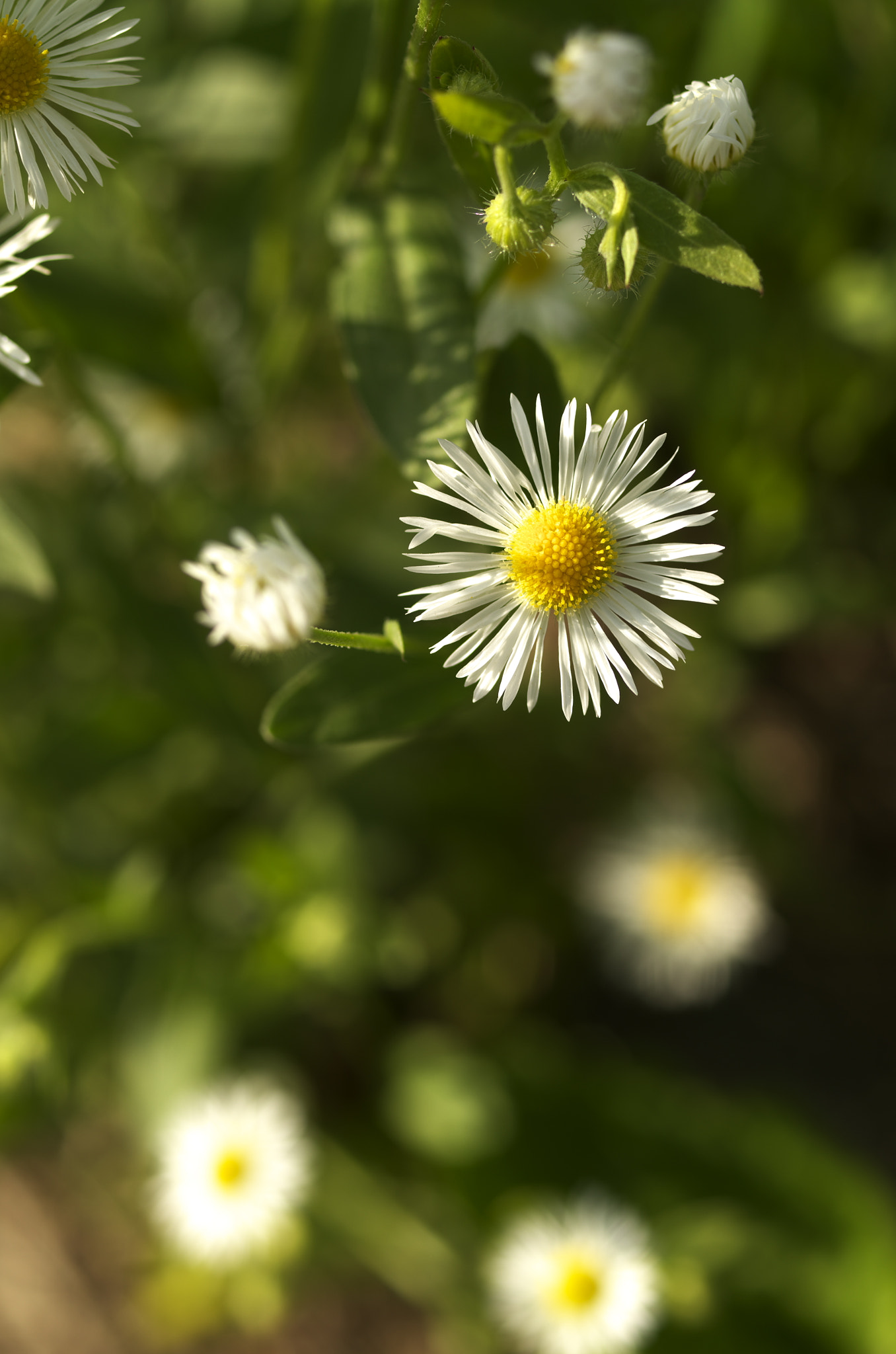 Pentax K-50 + Pentax smc D-FA 50mm F2.8 Macro sample photo. Summer... photography