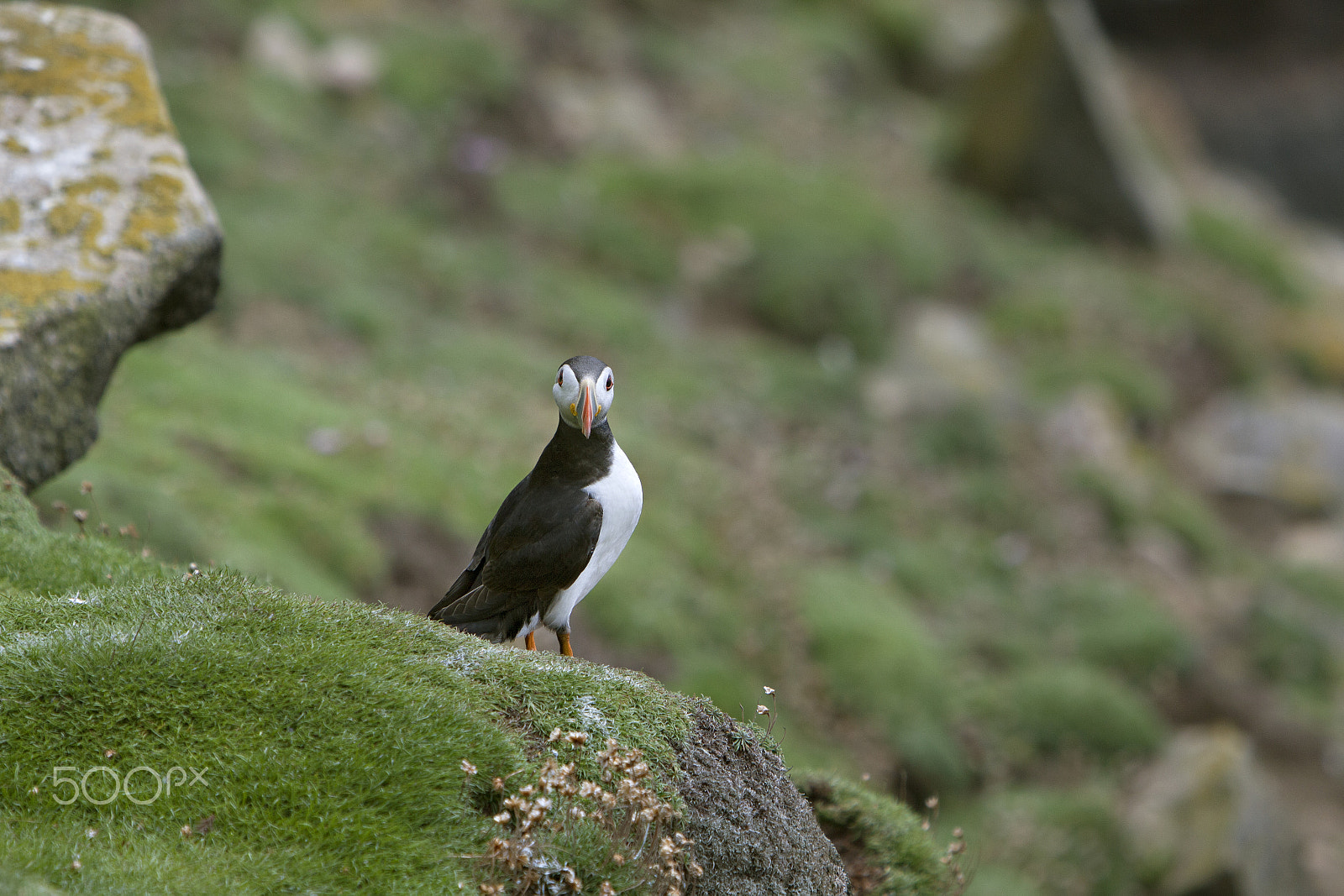 Canon EOS 5D Mark II + Canon EF 70-200mm F2.8L IS USM sample photo. Puffin bird sitting on a ledge looking at the camera photography