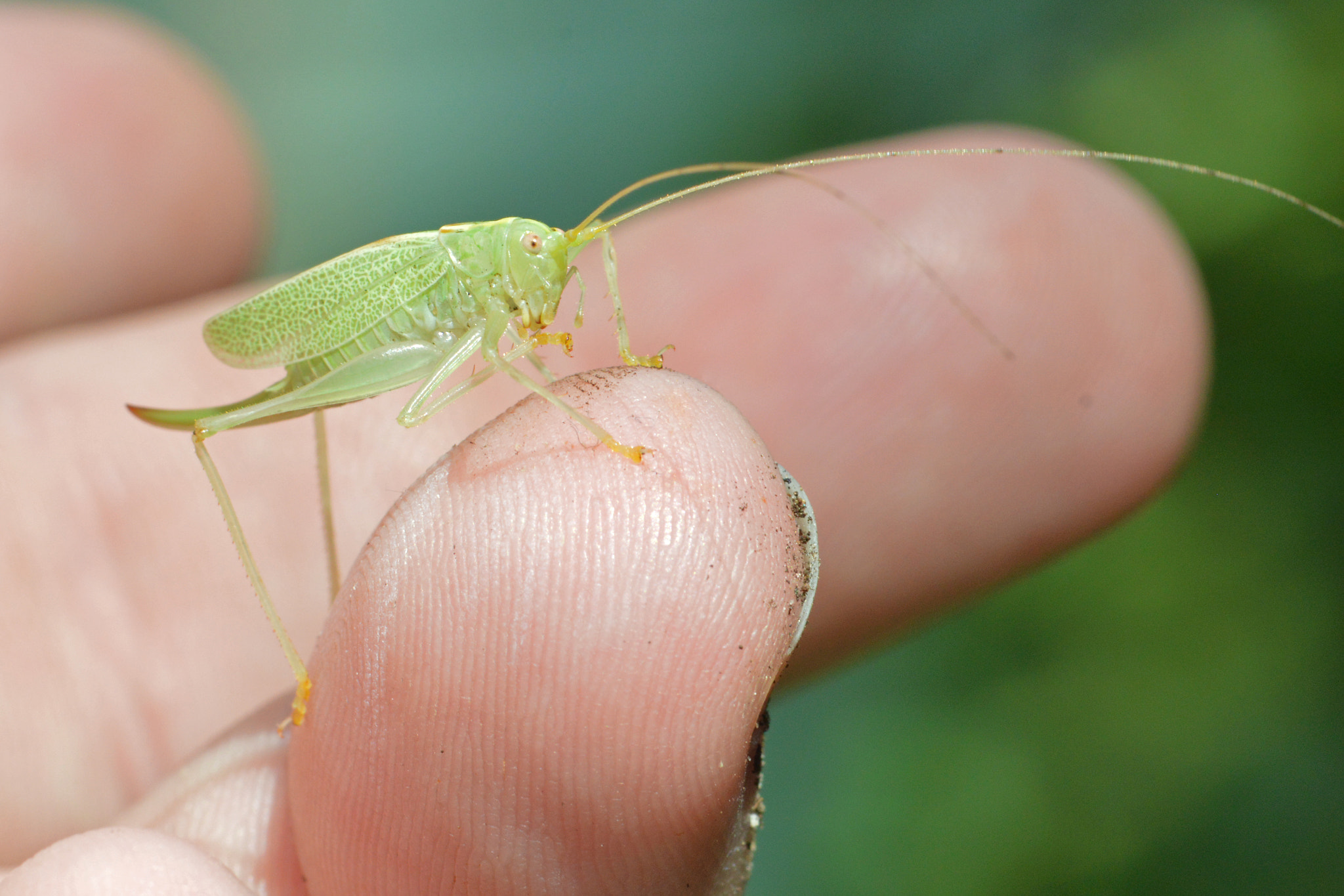 Nikon AF-S Micro-Nikkor 105mm F2.8G IF-ED VR sample photo. Katydid () photography