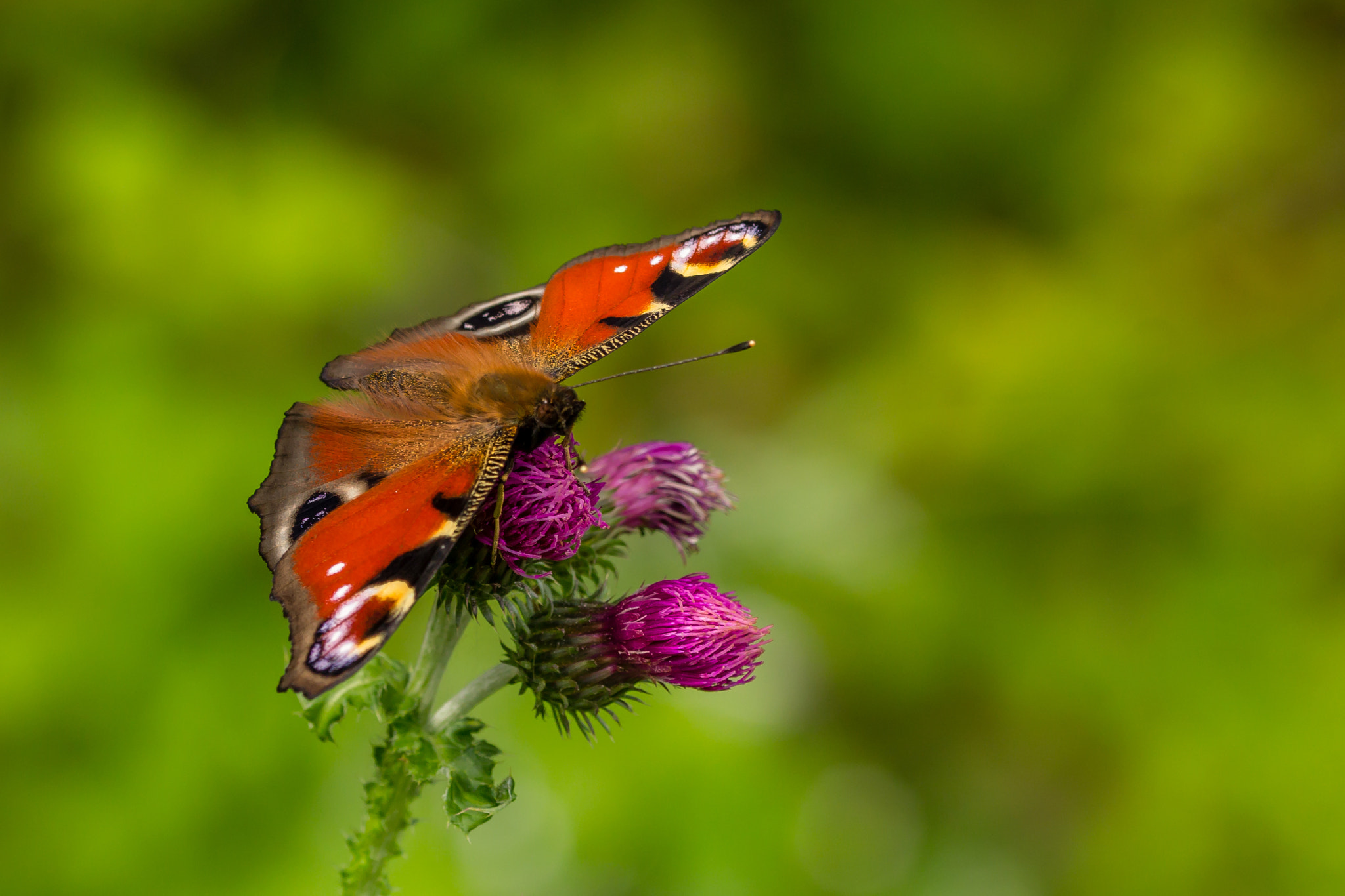 Sigma 105mm F2.8 EX DG OS HSM sample photo. The european peacock photography