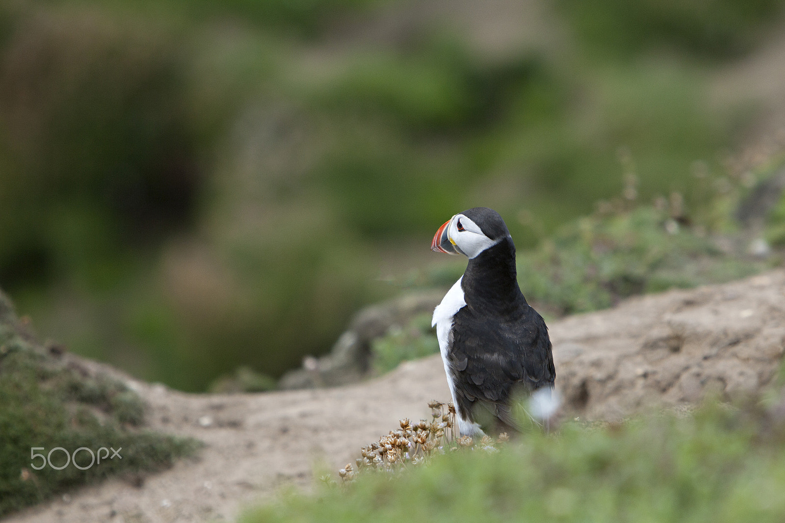 Canon EOS 5D Mark II + Canon EF 70-200mm F2.8L IS USM sample photo. Puffin bird sitting on a ledge looking to the distance photography