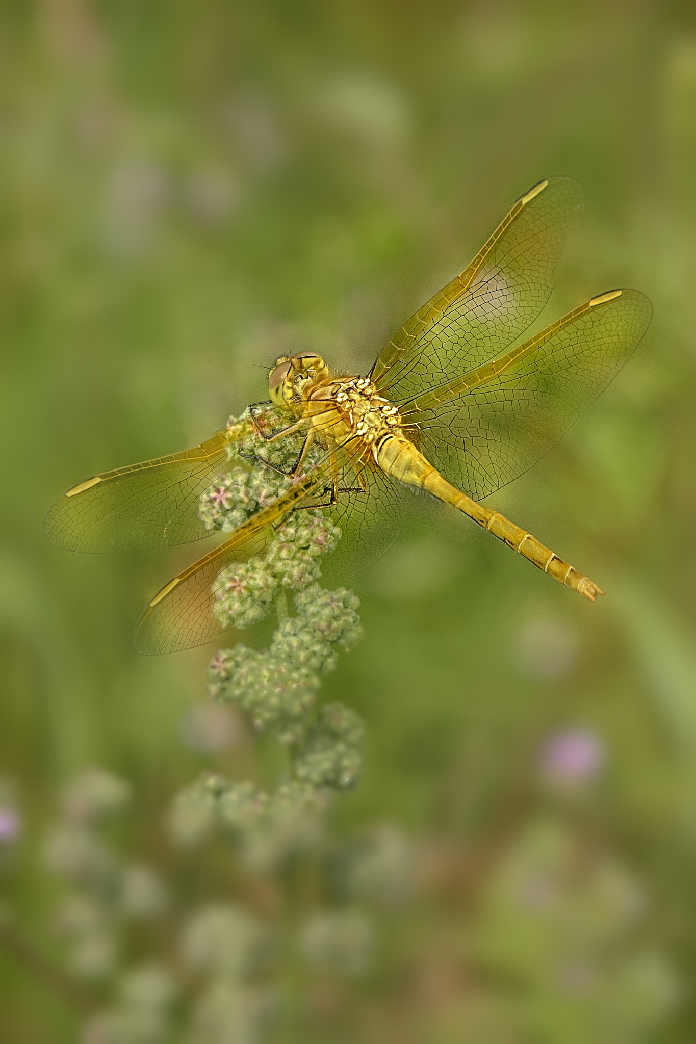 Nikon AF-S DX Micro-Nikkor 85mm F3.5G ED VR sample photo. Golden dragon photography