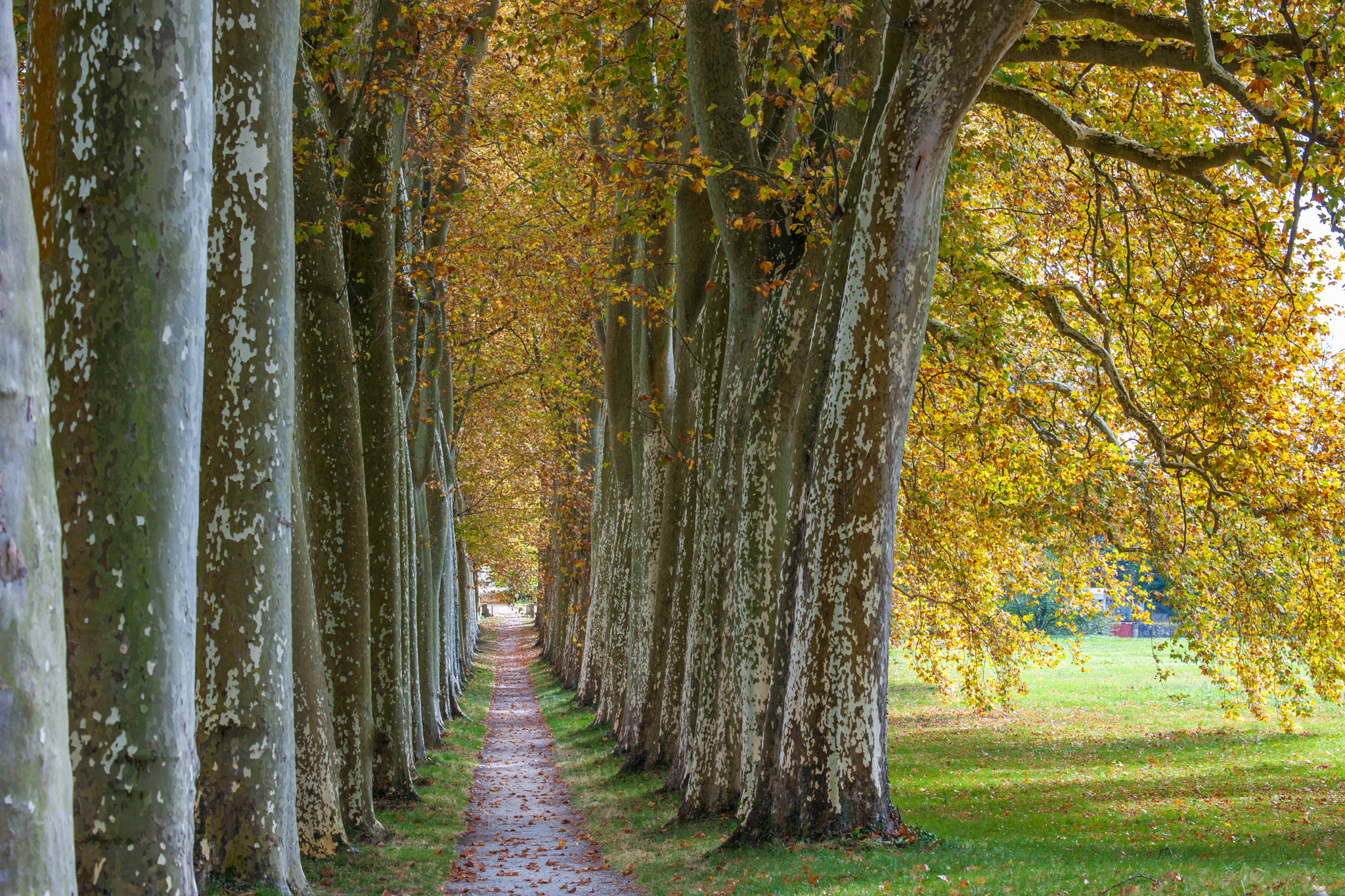 Nikon D3X sample photo. Canal du midi photography