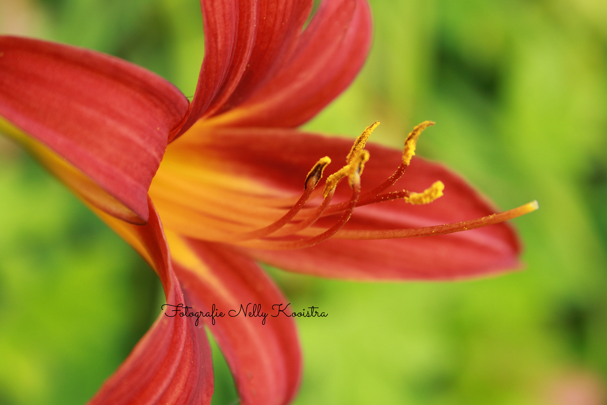 Canon EF-S 18-55mm F3.5-5.6 II sample photo. Lily flower photography
