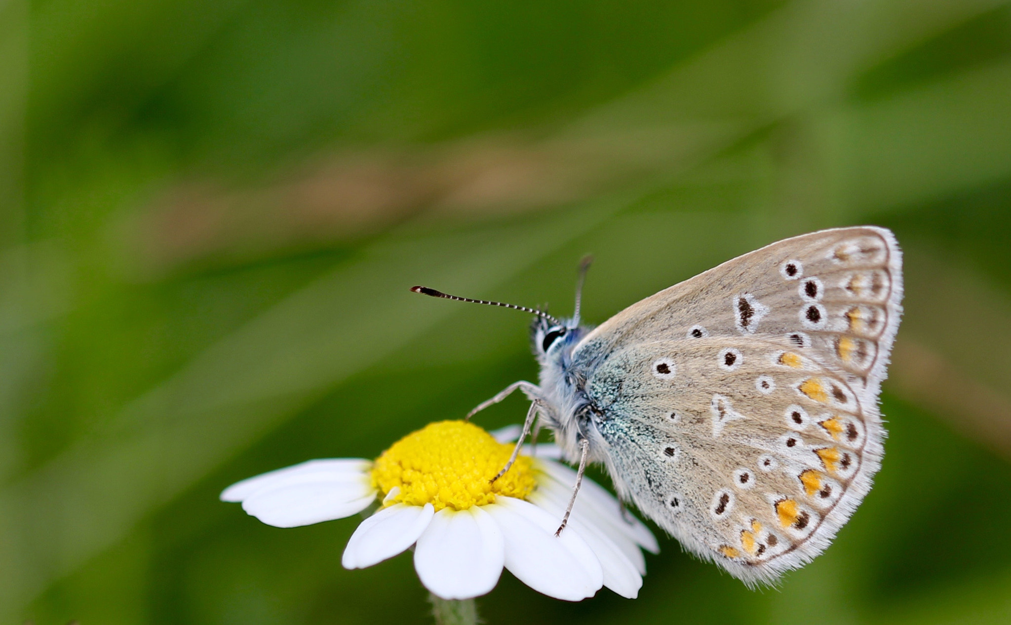 Sigma 105mm F2.8 EX DG OS HSM sample photo. Common blue photography