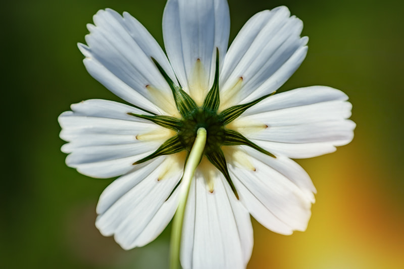 Canon EF 100mm F2.8 Macro USM sample photo. Summer photography
