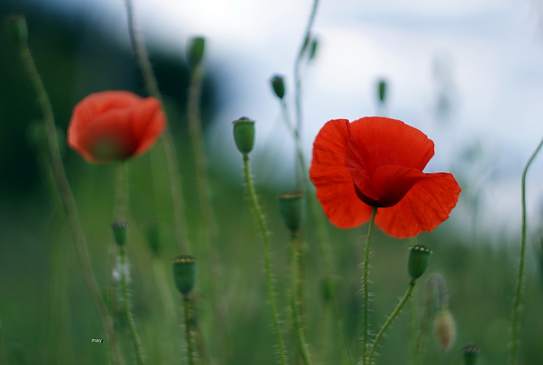 Sony SLT-A65 (SLT-A65V) + Minolta AF 50mm F1.7 sample photo. ***** photography