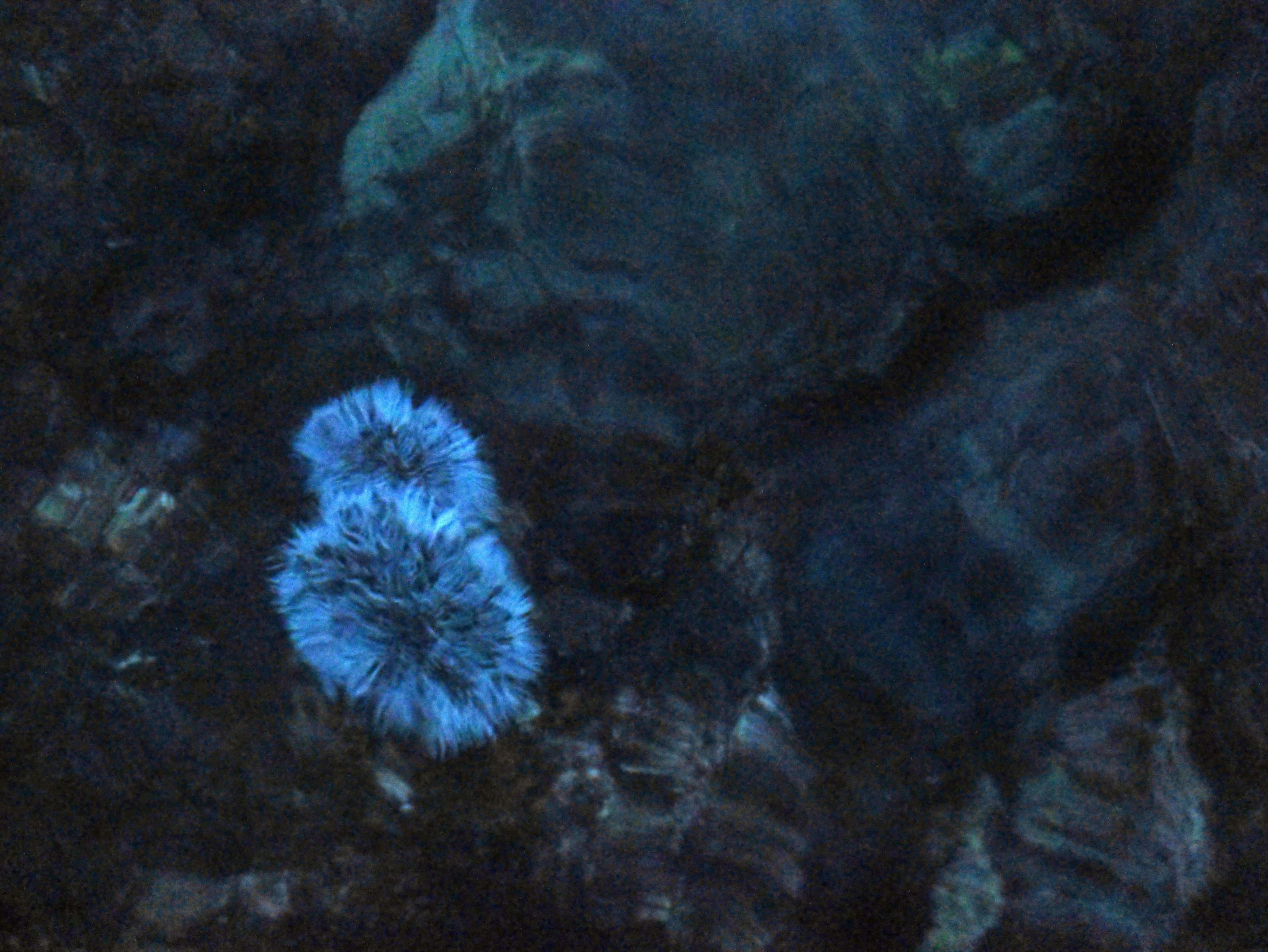 Panasonic Lumix DMC-ZS20 (Lumix DMC-TZ30) sample photo. View of anemone from above water photography