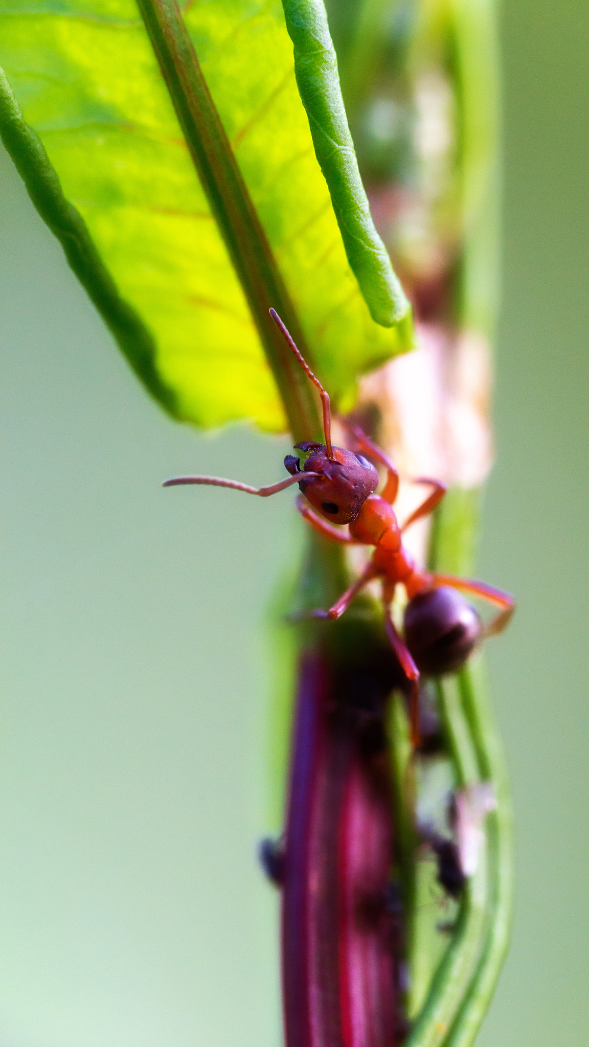 70-200mm F2.8 sample photo. Spotter photography