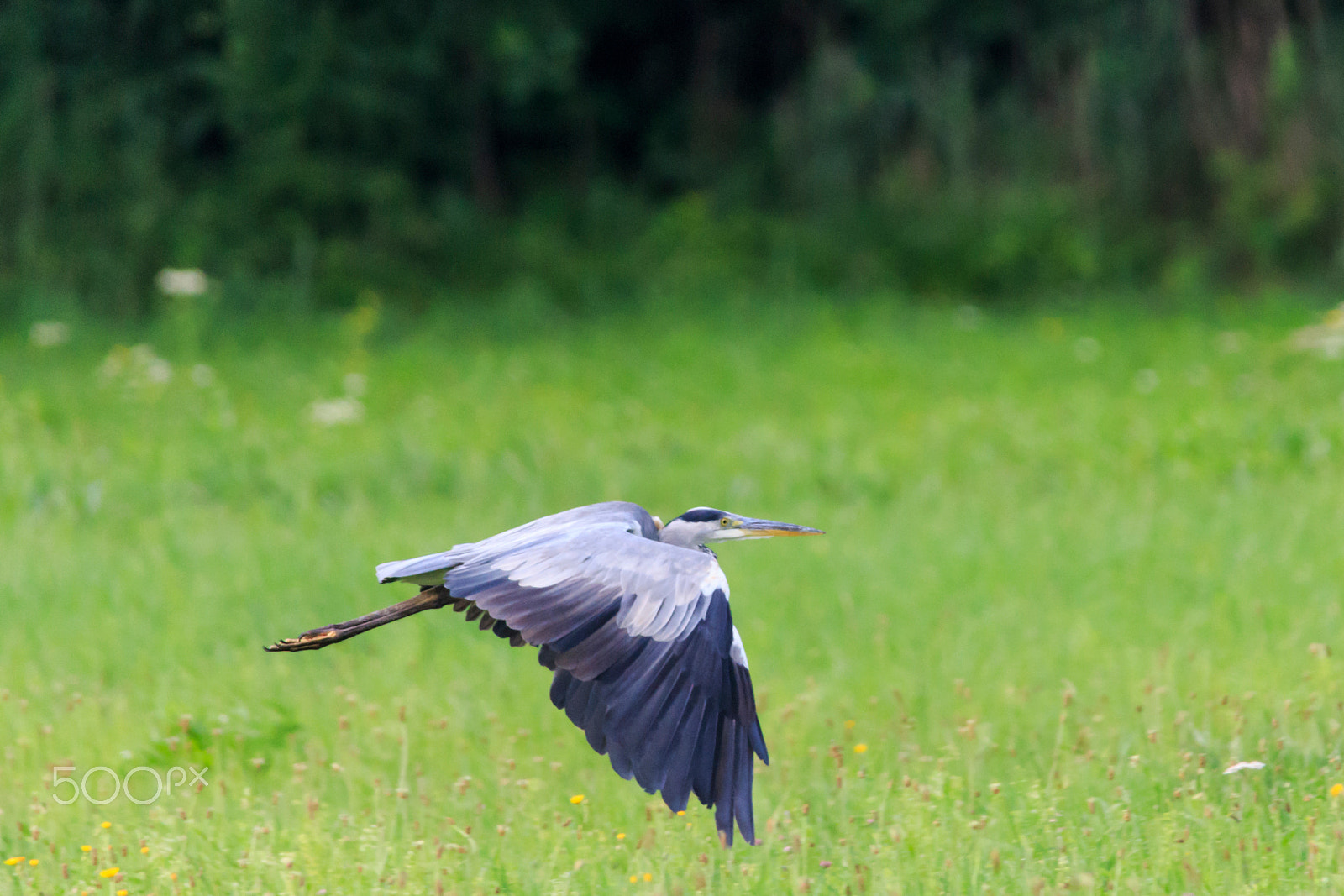 Sigma 150-500mm F5-6.3 DG OS HSM sample photo. Graureiher photography