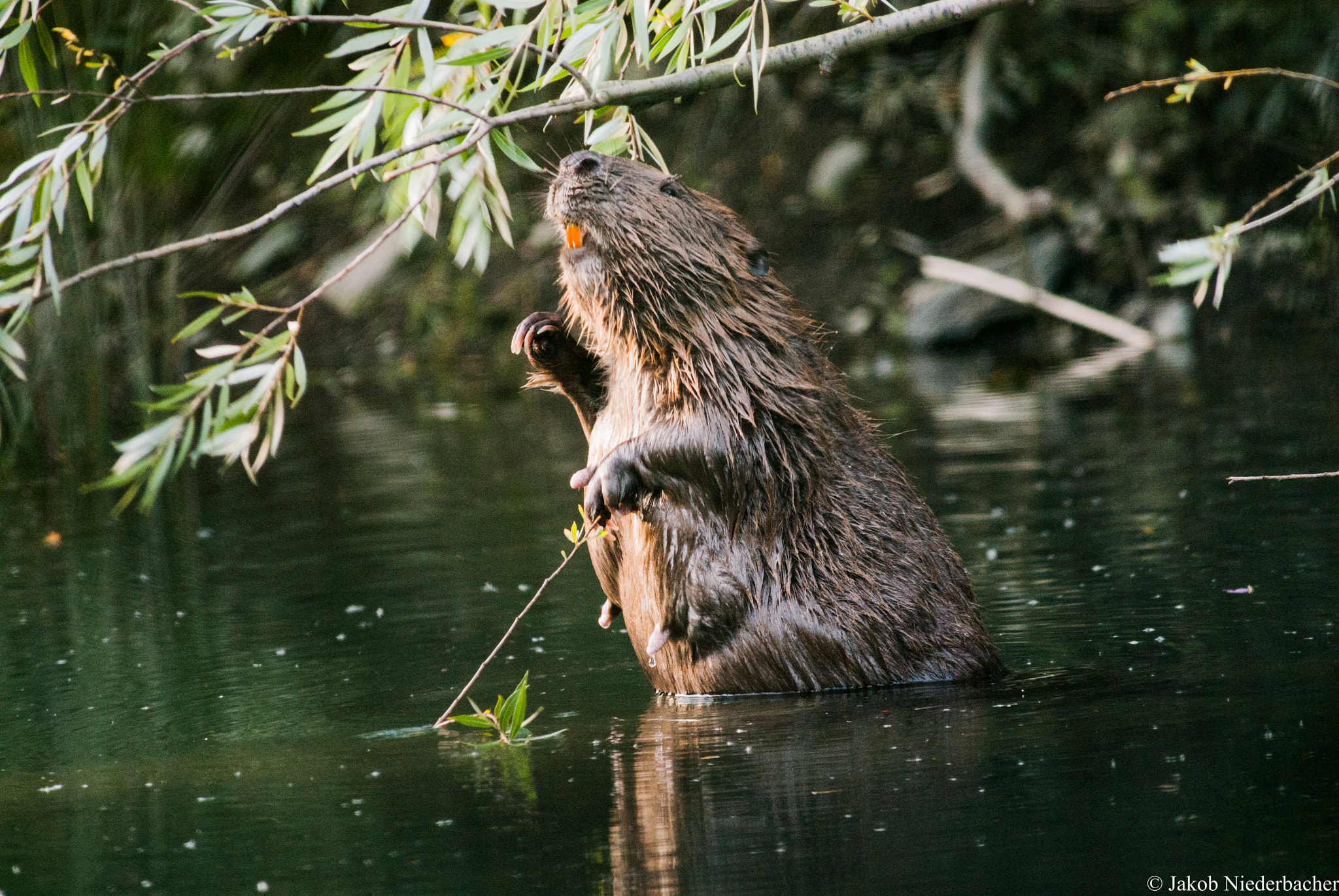 Sony Alpha DSLR-A300 sample photo. Castoridae photography