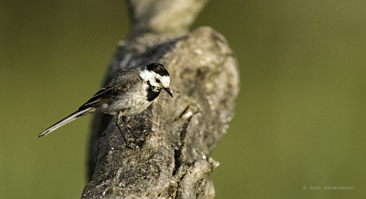 Nikon D5 + Nikon AF-S Nikkor 400mm F2.8E FL ED VR sample photo. White and slender photography