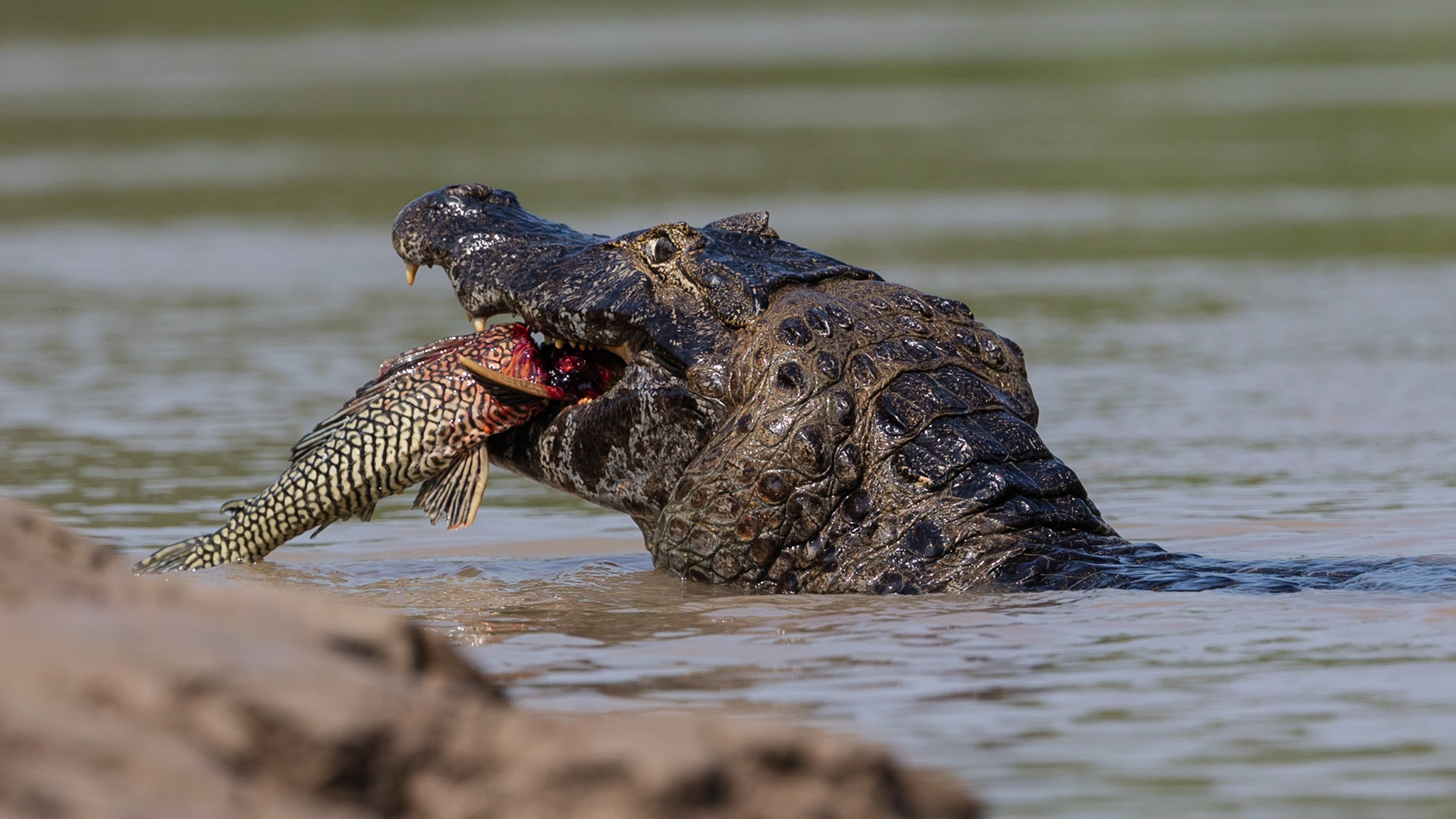 Canon EOS 5DS R + Canon EF 300mm F2.8L IS II USM sample photo. Next photography