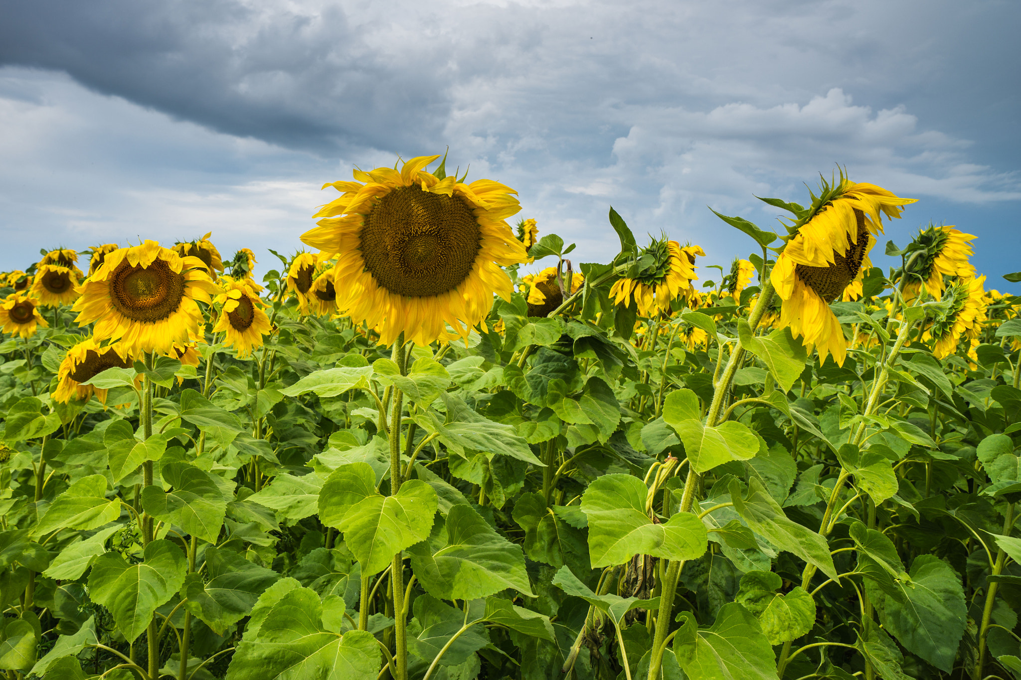 Sony Alpha a99 sample photo. After the rain. photography