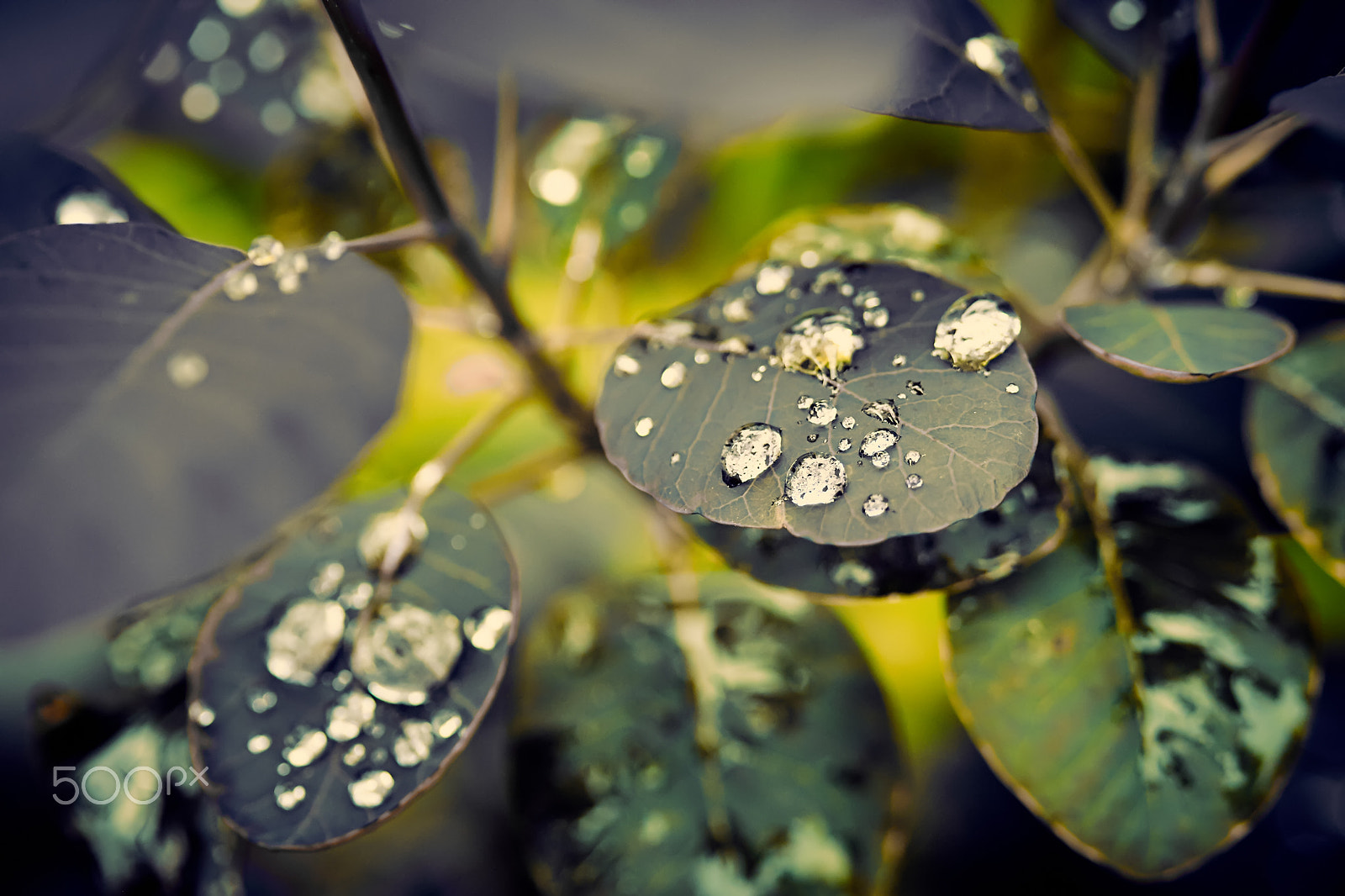 Canon EOS 50D + Canon EF 100mm F2.8 Macro USM sample photo. Blure leaf with water drops, macro, nature backgro photography