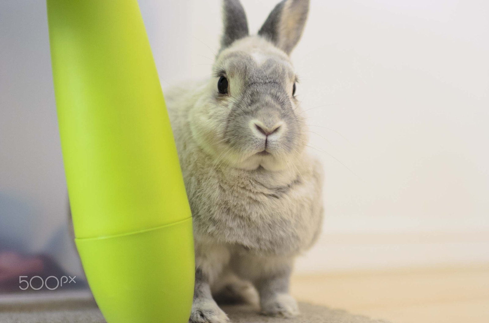 Nikon D2Hs + Nikon AF-S Nikkor 35mm F1.4G sample photo. My rabbit portrait photography