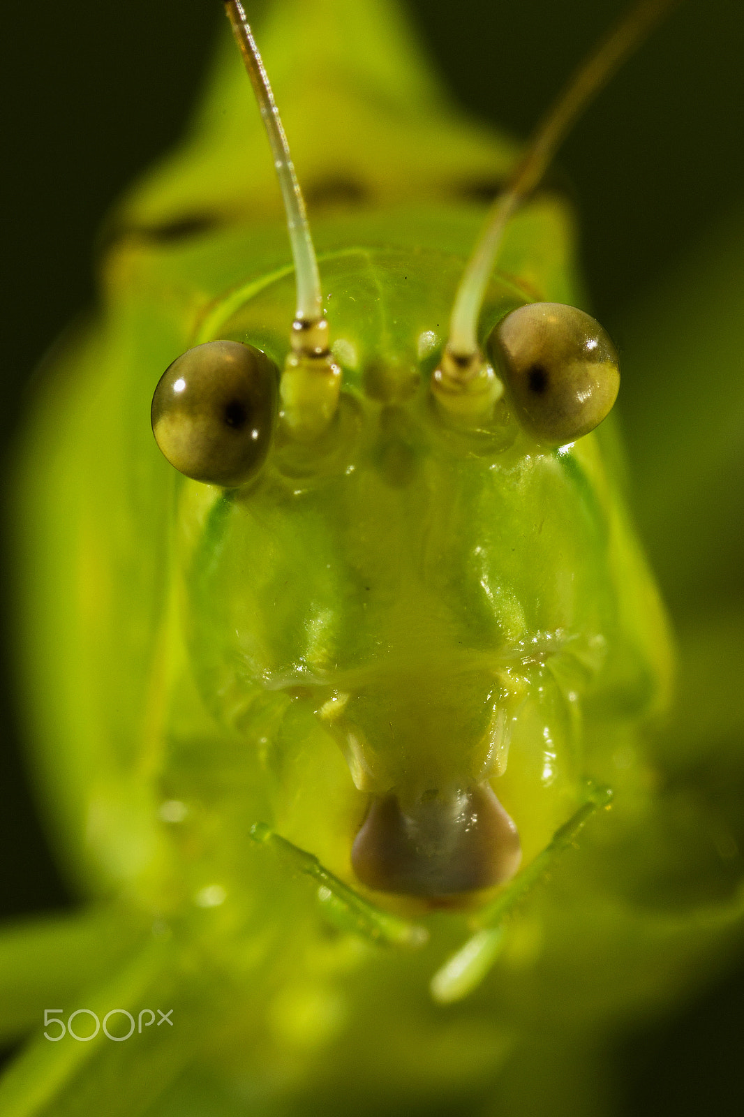Canon MP-E 65mm F2.5 1-5x Macro Photo sample photo. Langosta photography
