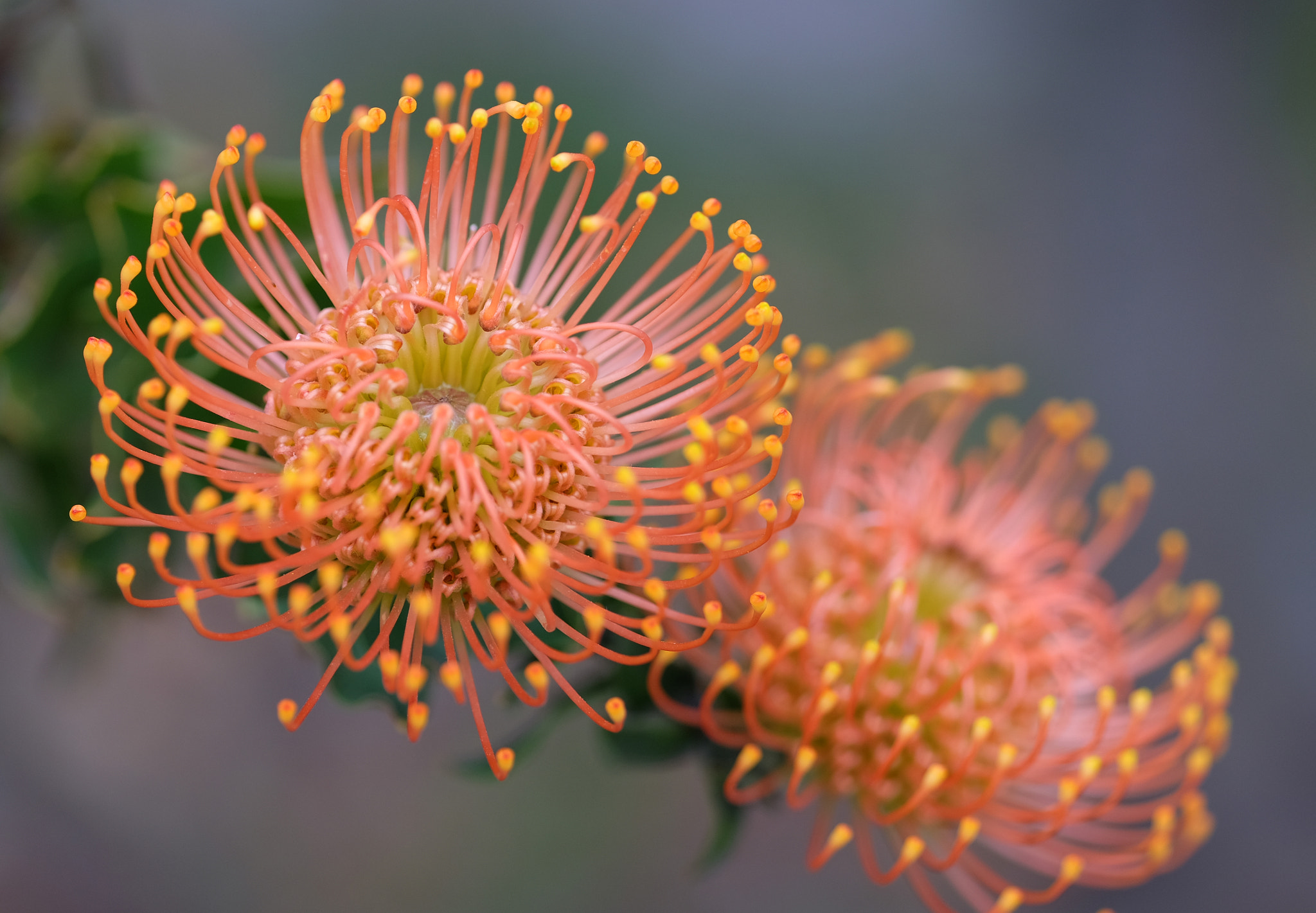 Fujifilm X-T10 + Fujifilm XF 90mm F2 R LM WR sample photo. Pincushion proteas photography