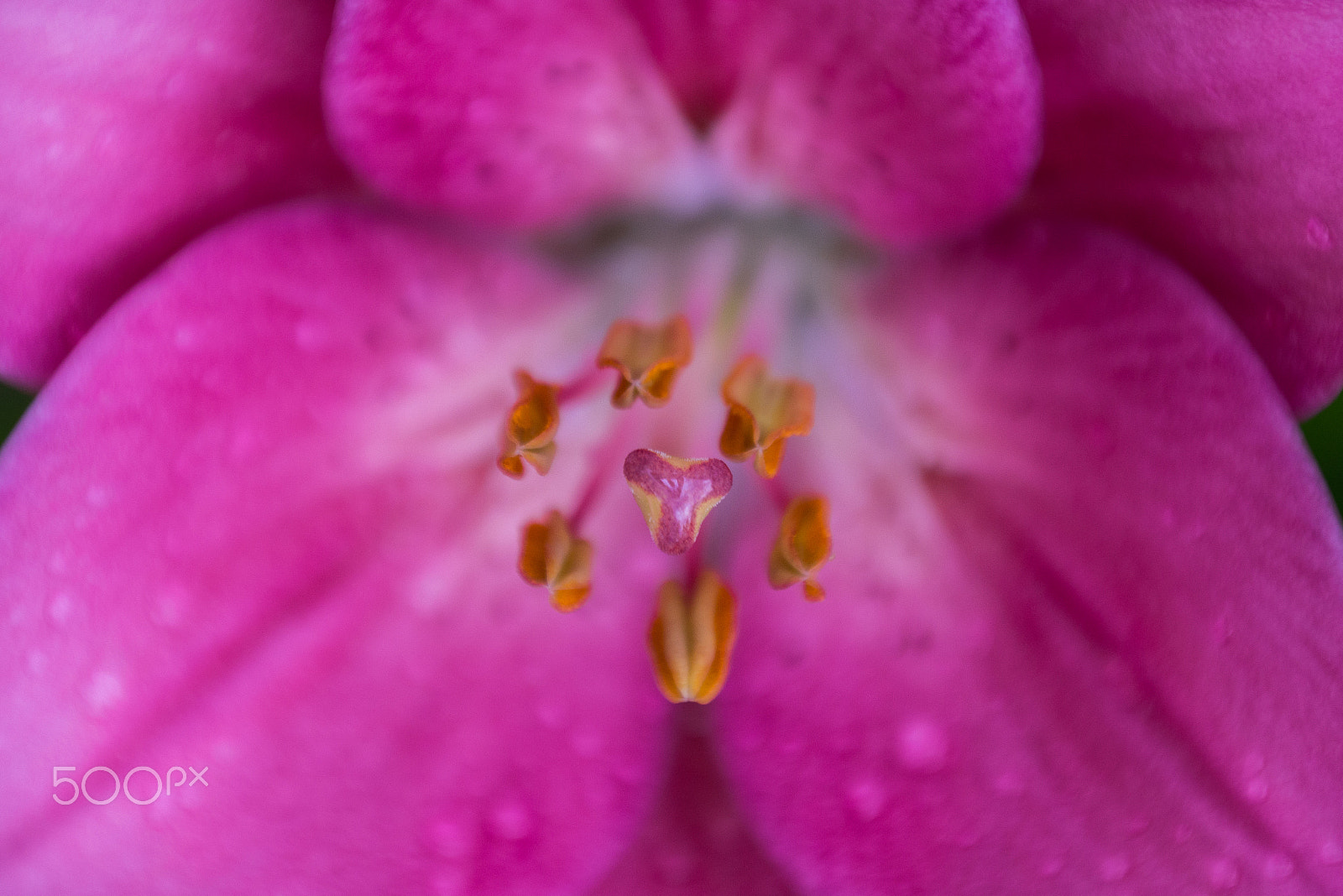 Samsung NX 18-200mm F3.5-6.3 ED OIS sample photo. The pink lily photography