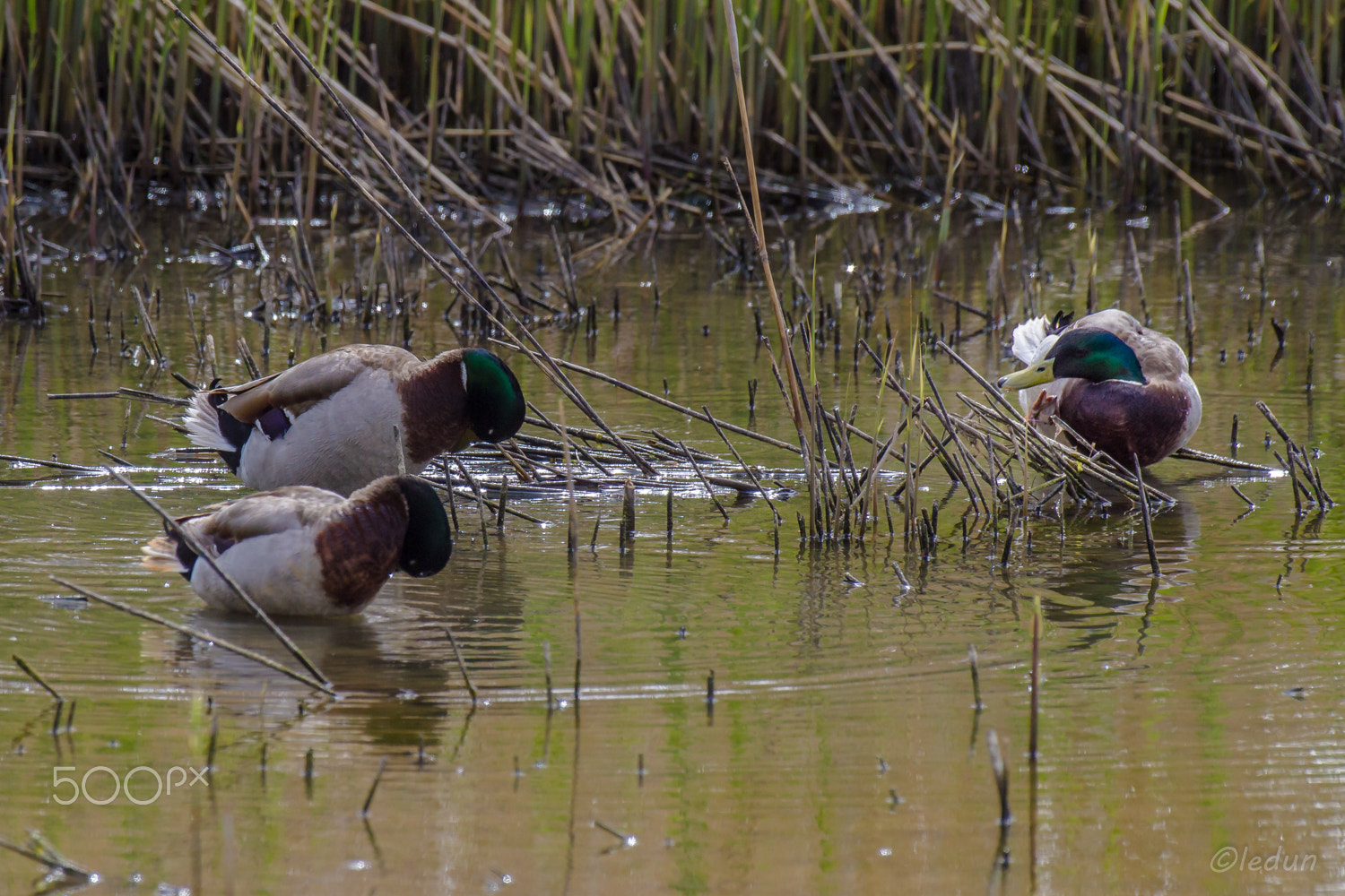 Canon EOS 550D (EOS Rebel T2i / EOS Kiss X4) + Canon EF 600mm f/4L IS sample photo. Canard colvert: respect photography