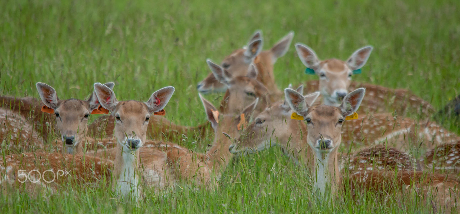 Canon EOS-1D Mark III + Sigma 150-500mm F5-6.3 DG OS HSM sample photo. Baby deers photography