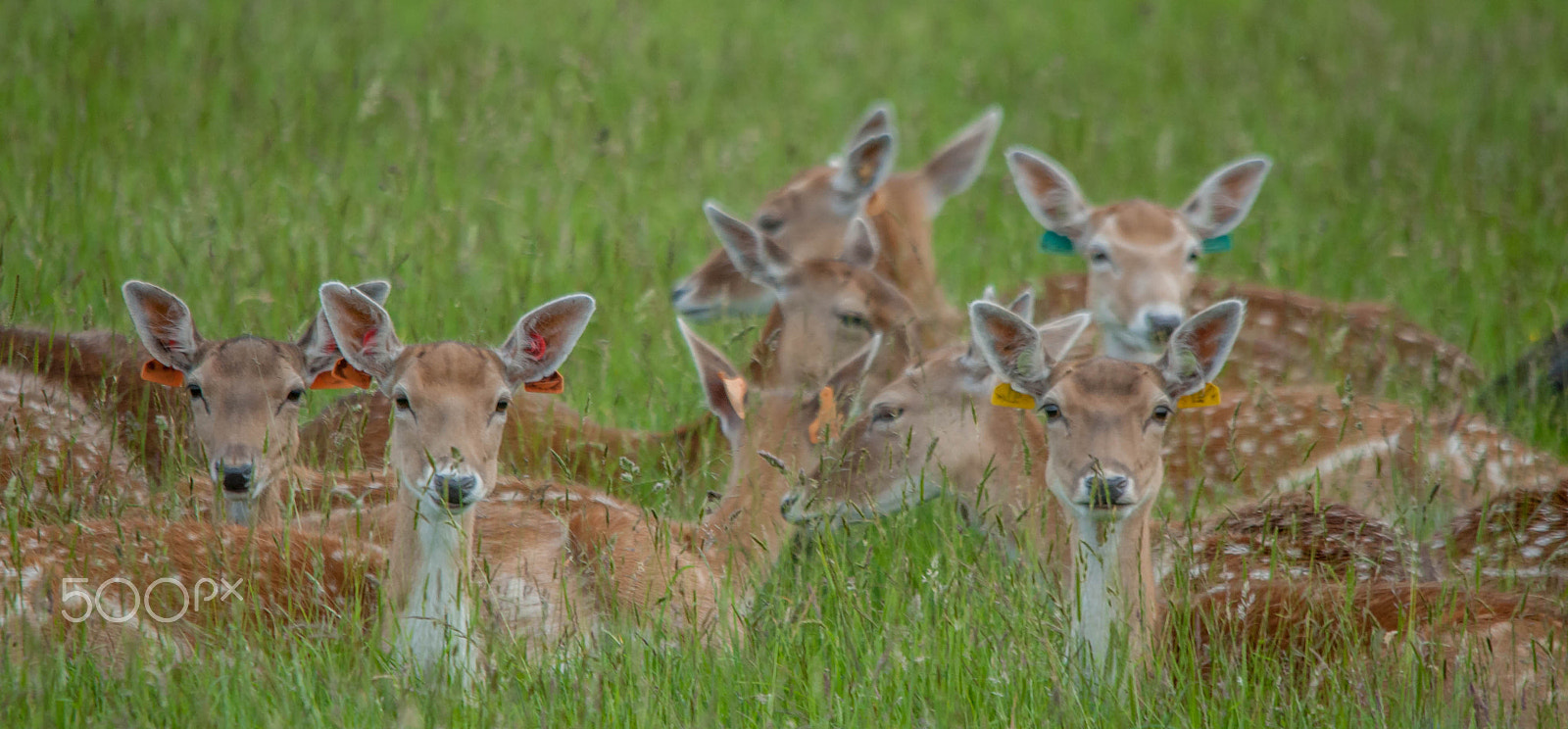 Canon EOS-1D Mark III sample photo. Baby deers photography