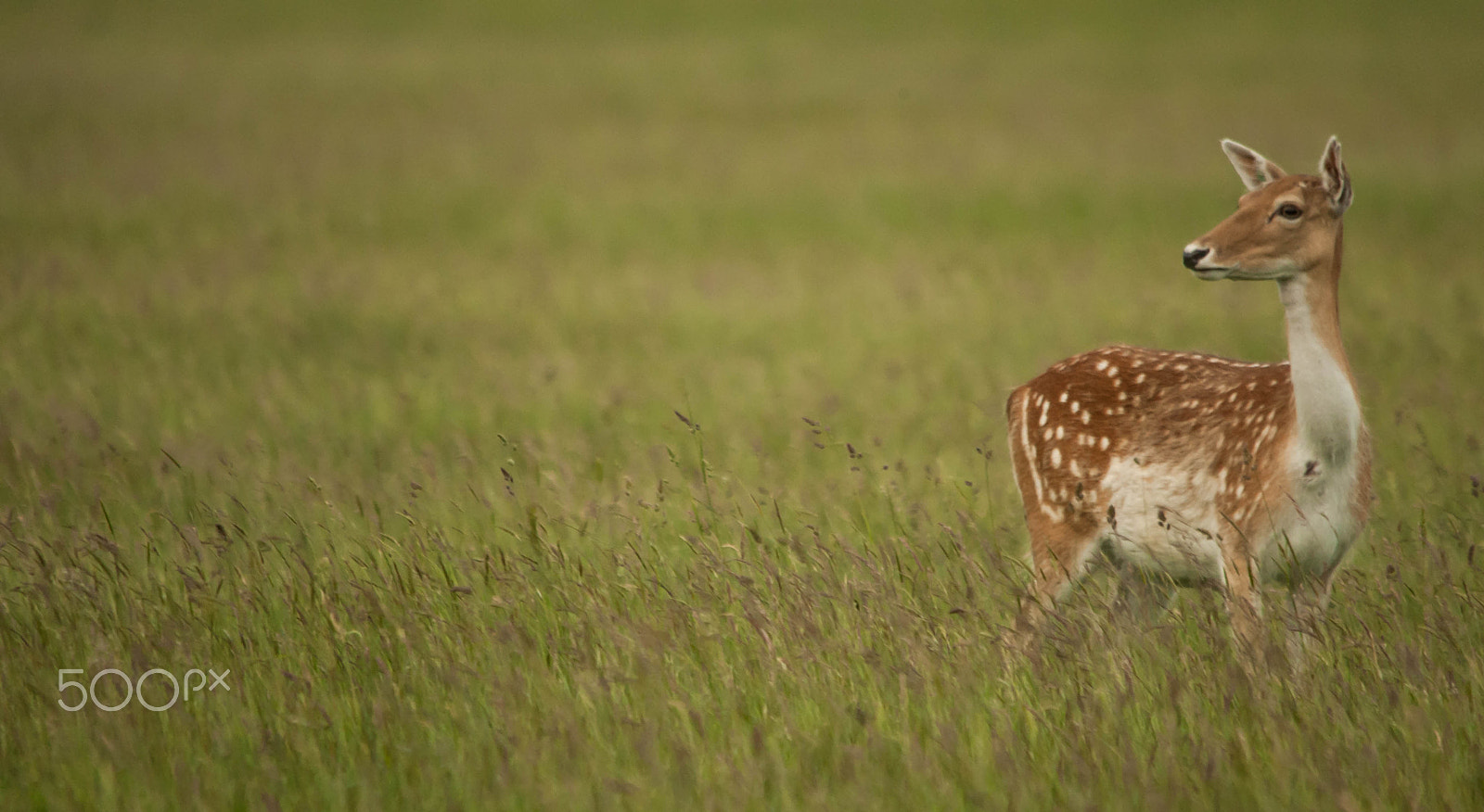 Sigma 150-500mm F5-6.3 DG OS HSM sample photo. Deer photography
