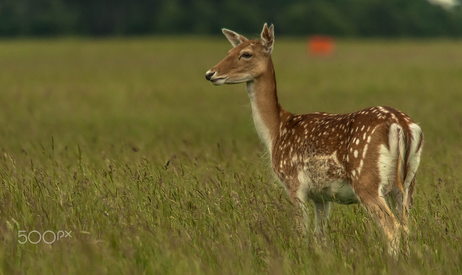 Sigma 150-500mm F5-6.3 DG OS HSM sample photo. Deer photography