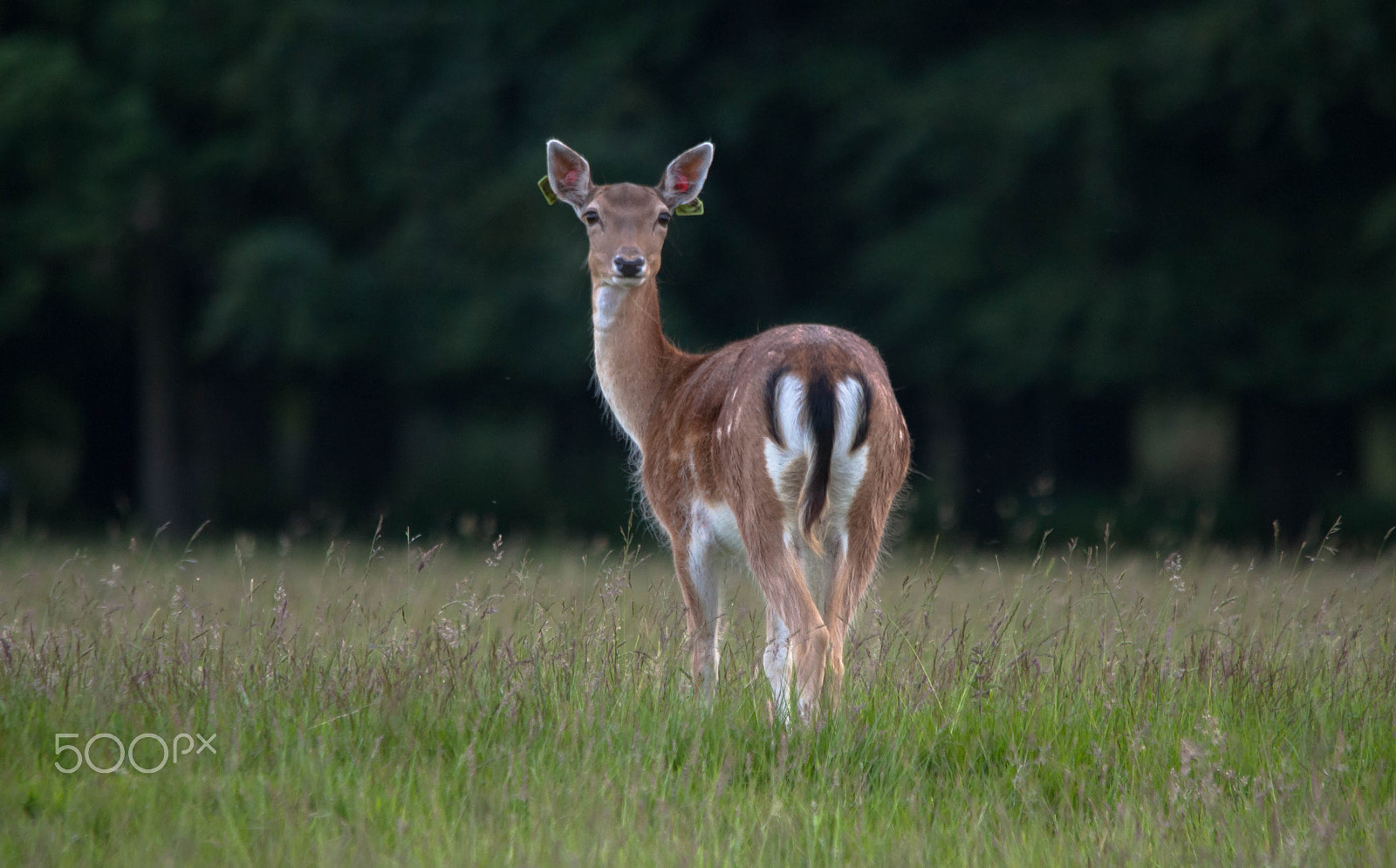 Sigma 150-500mm F5-6.3 DG OS HSM sample photo. Deer in dublin park photography