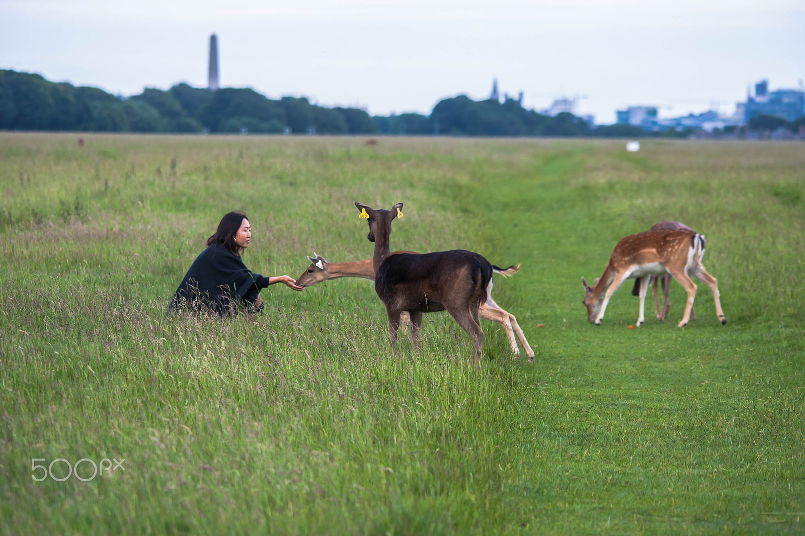 Sigma 150-500mm F5-6.3 DG OS HSM sample photo. Feeding the deers photography