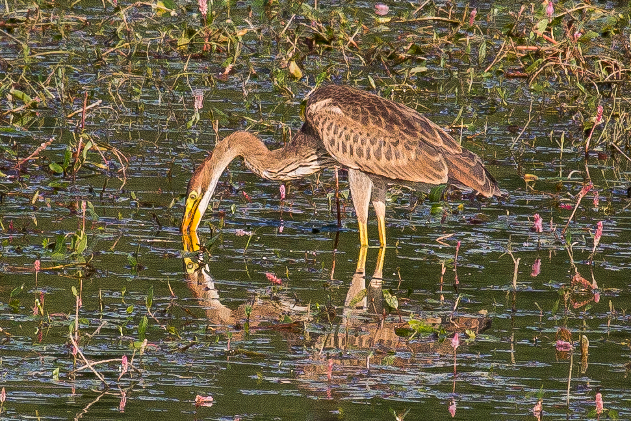 Canon EOS 60D + Canon EF 100-400mm F4.5-5.6L IS USM sample photo. Purple heron photography