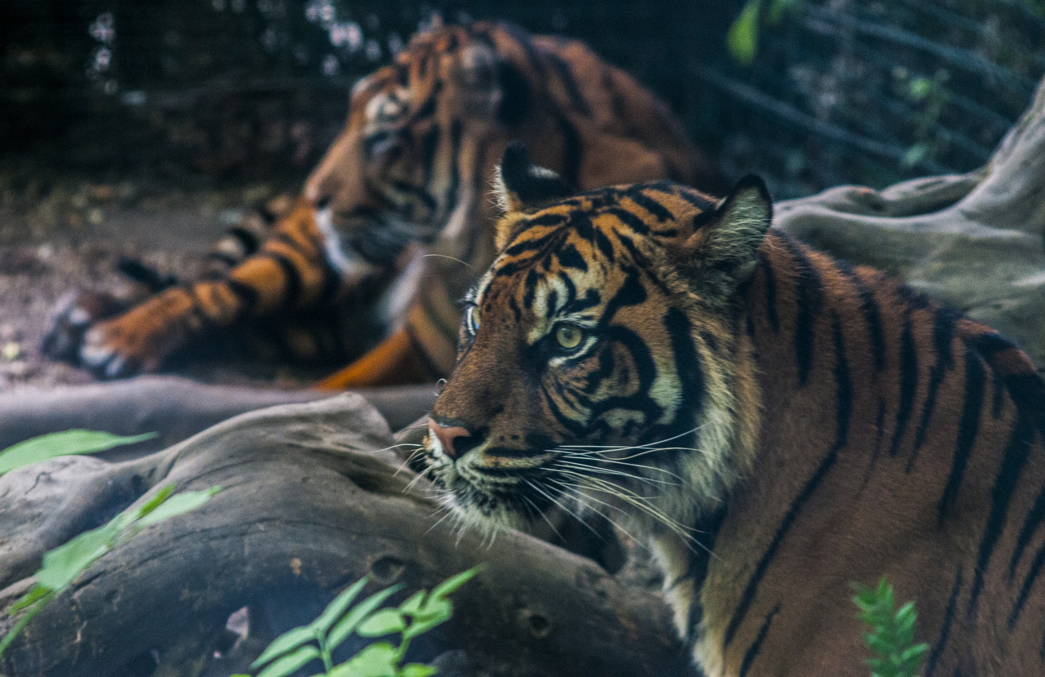 AF Zoom-Nikkor 35-135mm f/3.5-4.5 N sample photo. Tigers at beauval zoo - france photography