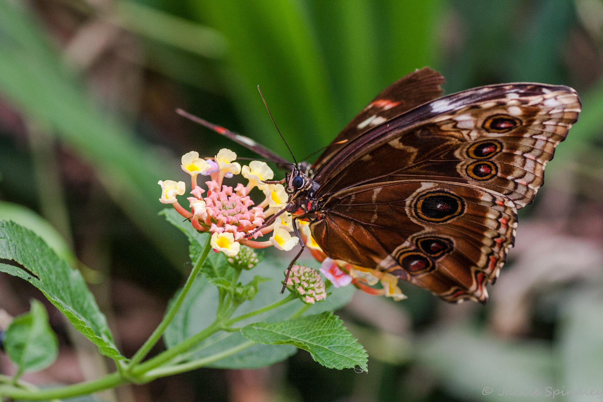 Canon EOS 40D + Tamron SP AF 90mm F2.8 Di Macro sample photo. Tropical butterfly photography