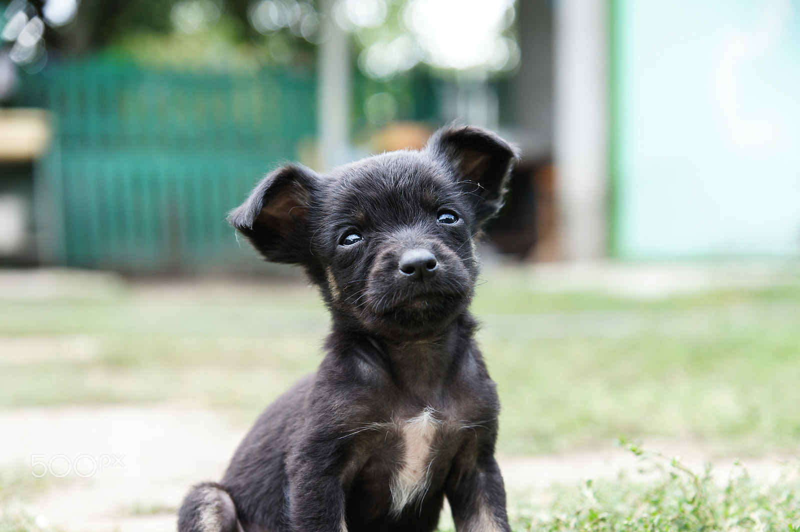 Sony Alpha DSLR-A580 + Sony DT 16-50mm F2.8 SSM sample photo. Little cute puppy at farm photography
