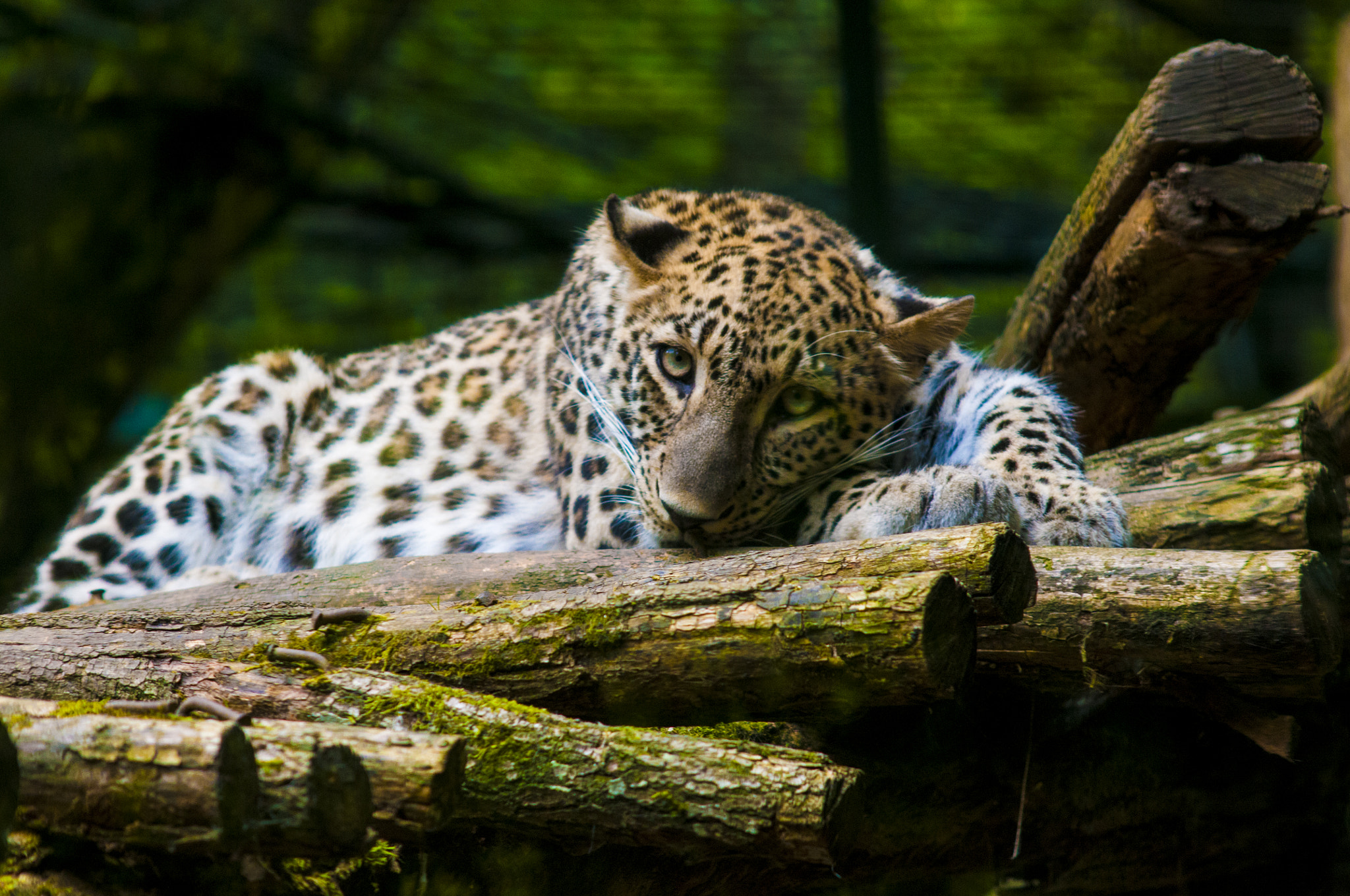 AF Zoom-Nikkor 35-135mm f/3.5-4.5 N sample photo. Leopard at beauval zoo photography