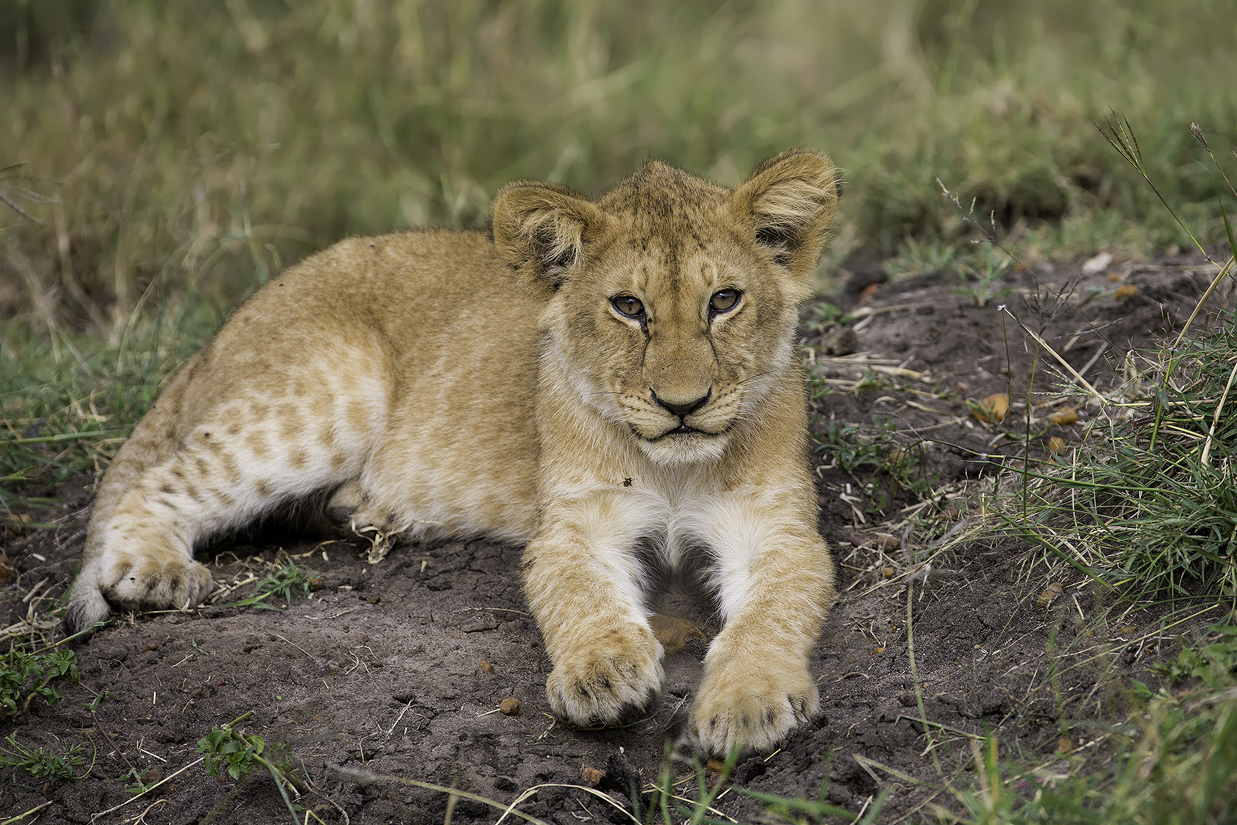 Canon EF 200-400mm F4L IS USM Extender 1.4x sample photo. Lion cub photography