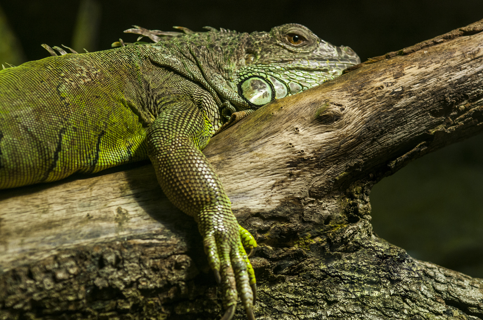 Nikon D300 + AF Zoom-Nikkor 35-135mm f/3.5-4.5 N sample photo. Iguana at beauval zoo photography