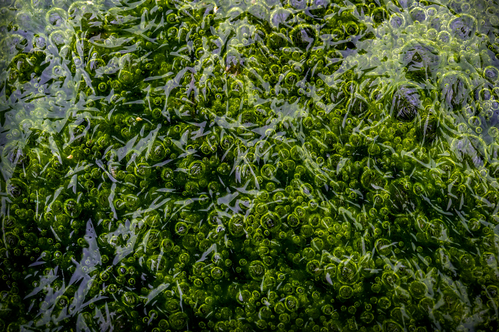 Sony a7R II + Canon EF 100mm F2.8L Macro IS USM sample photo. Layers of algae and reflections photography