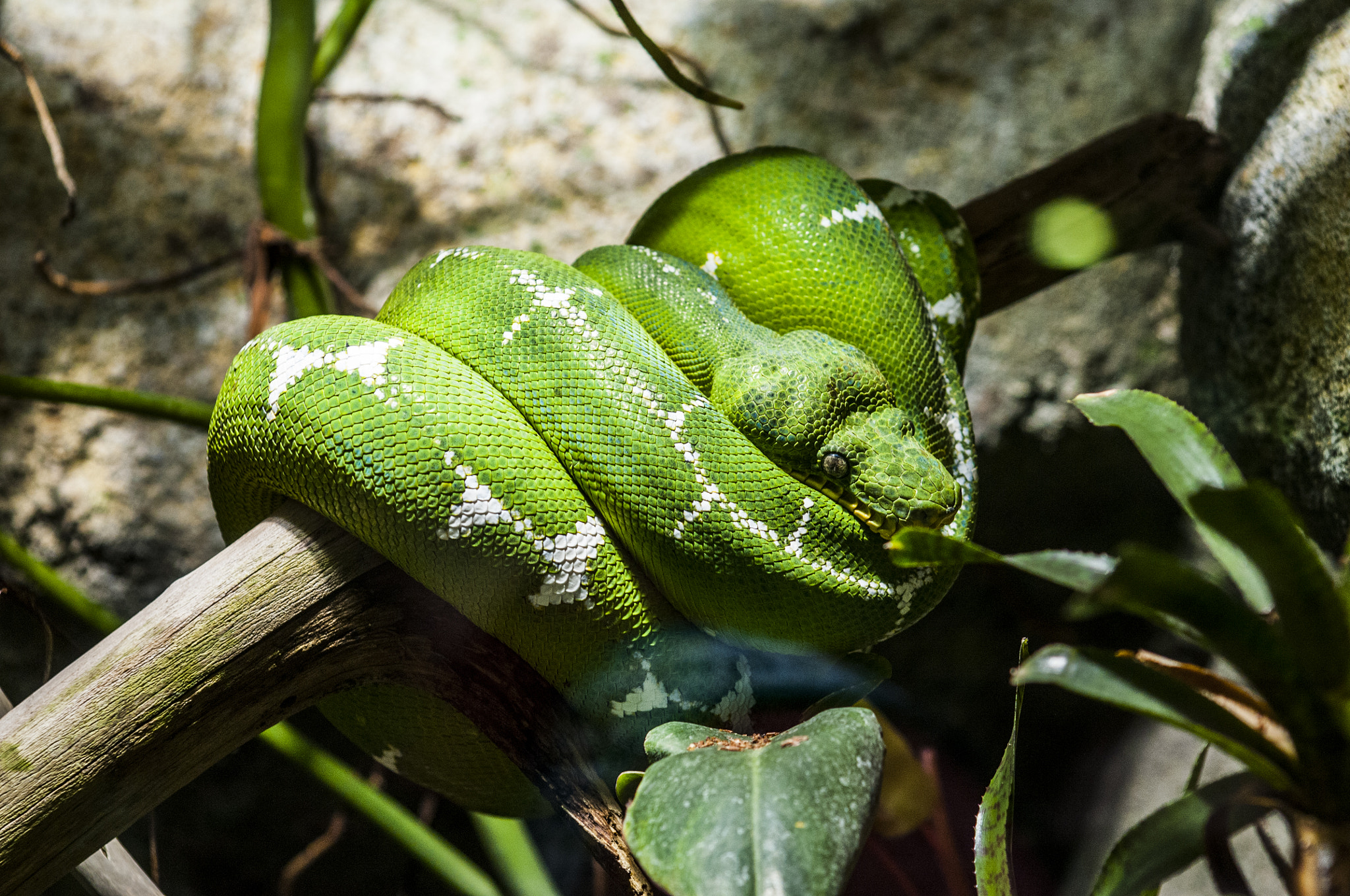 Nikon D300 + AF Zoom-Nikkor 35-135mm f/3.5-4.5 N sample photo. Piton at beauval zoo photography