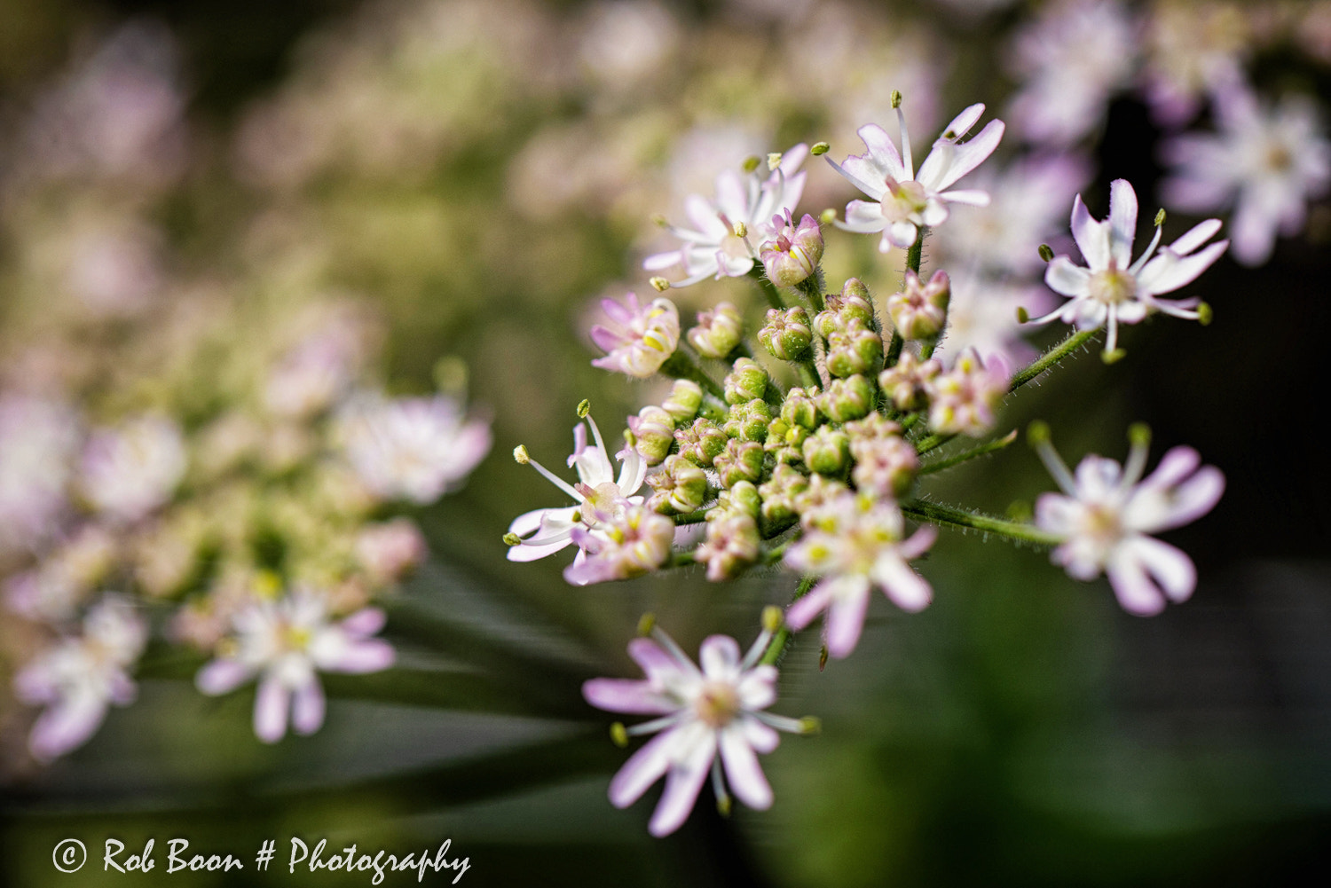 Canon EOS 5DS + Canon EF 100mm F2.8L Macro IS USM sample photo. Wilde peen photography