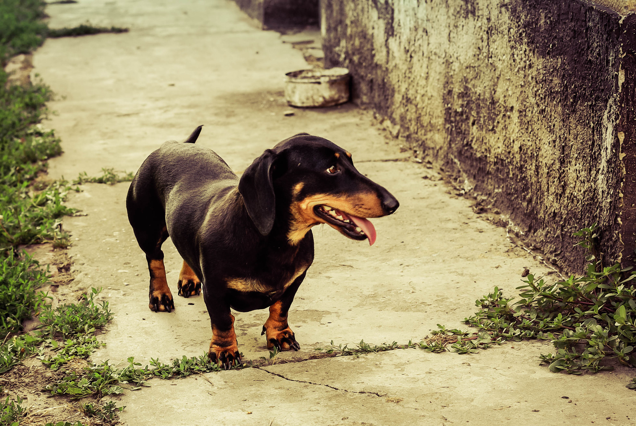 Pentax K10D + Pentax smc DA 50mm F1.8 sample photo. Dachshund photography