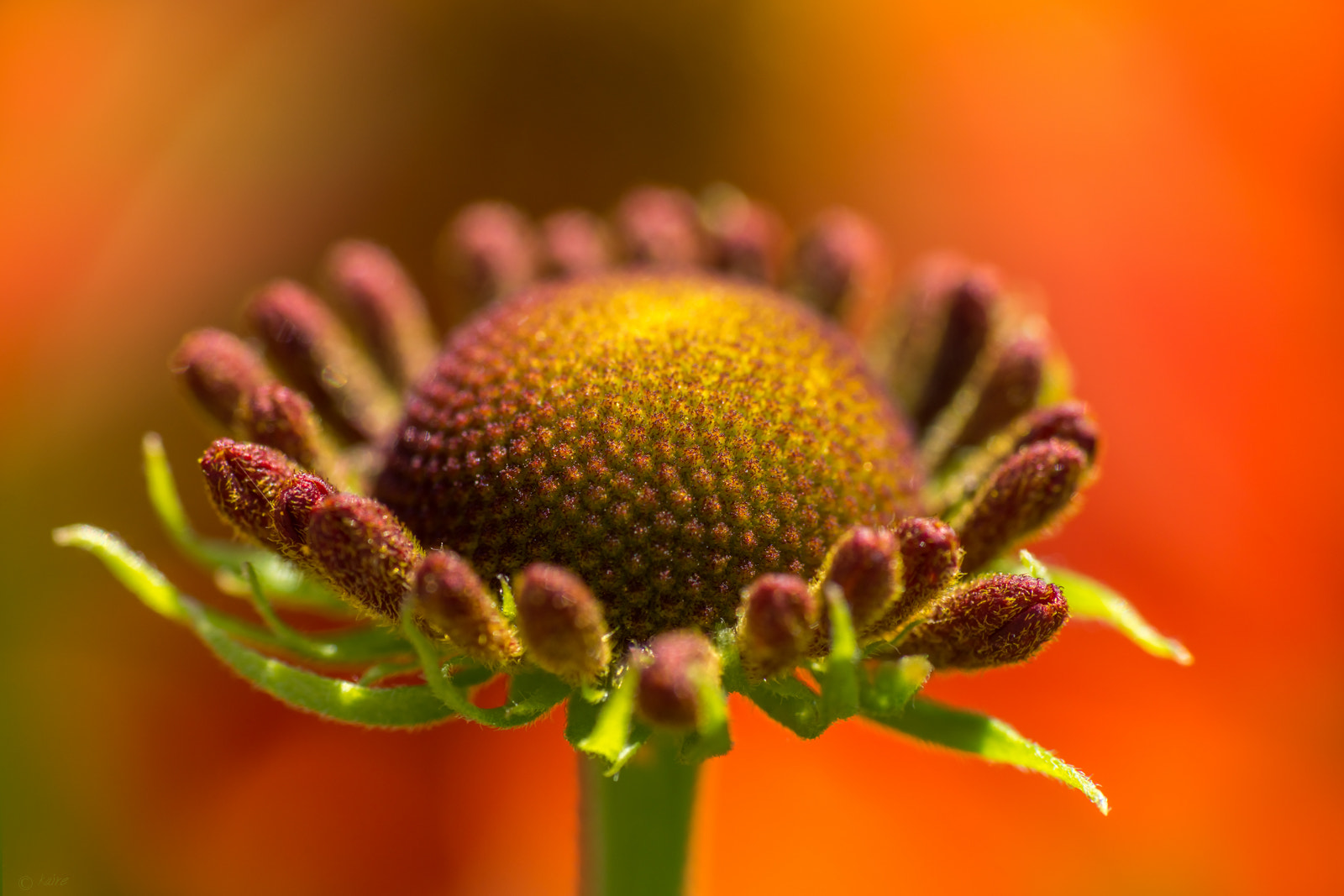 Tamron AF 55-200mm F4-5.6 Di II LD Macro sample photo. Helenium photography