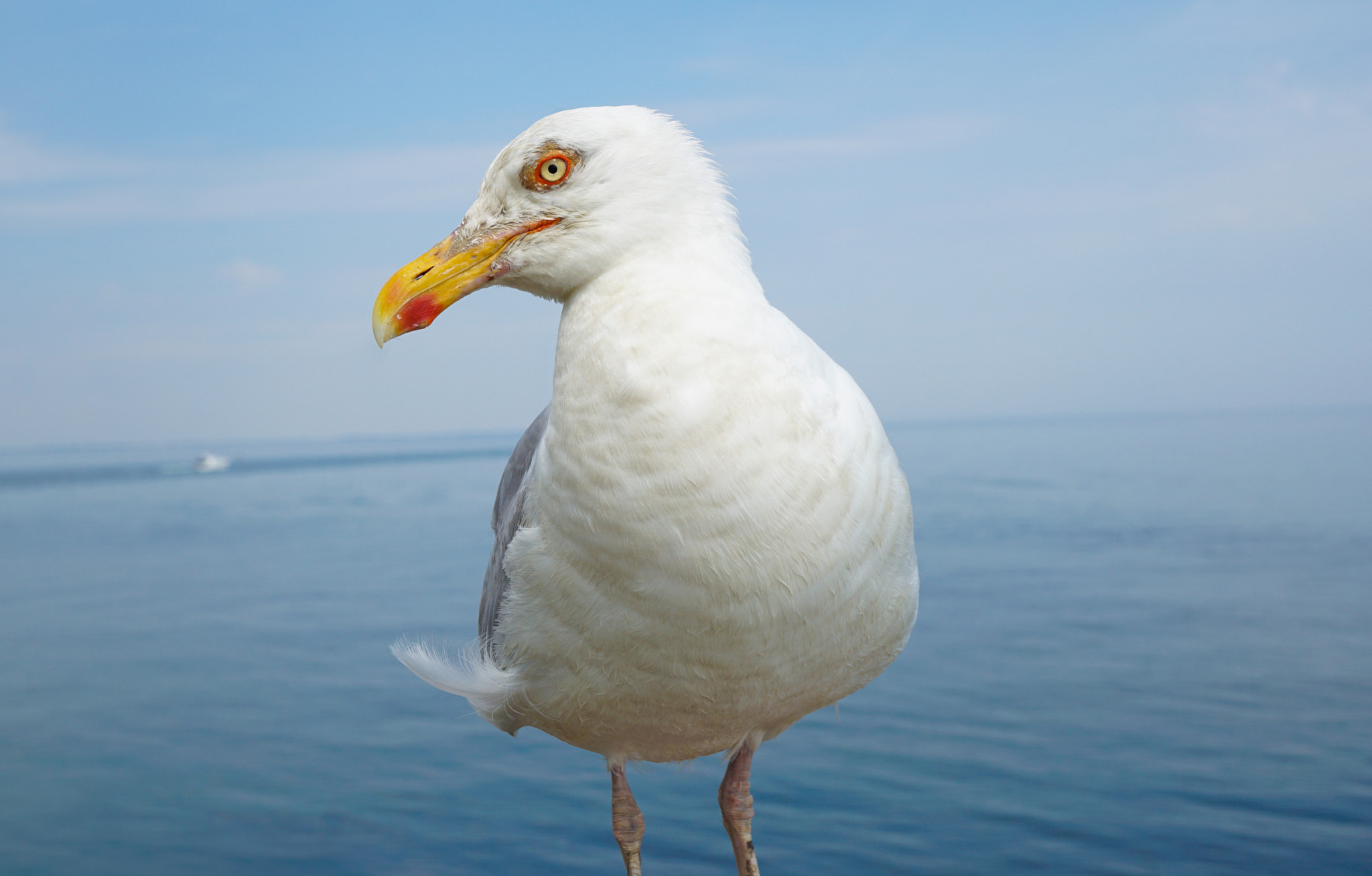 Sony a5100 + Sony E 30mm F3.5 Macro sample photo. Seagull photography