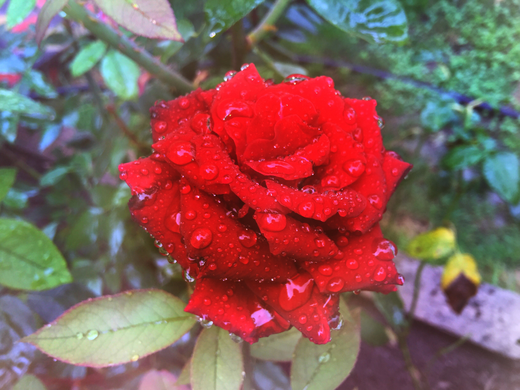 Apple iPhone7,1 sample photo