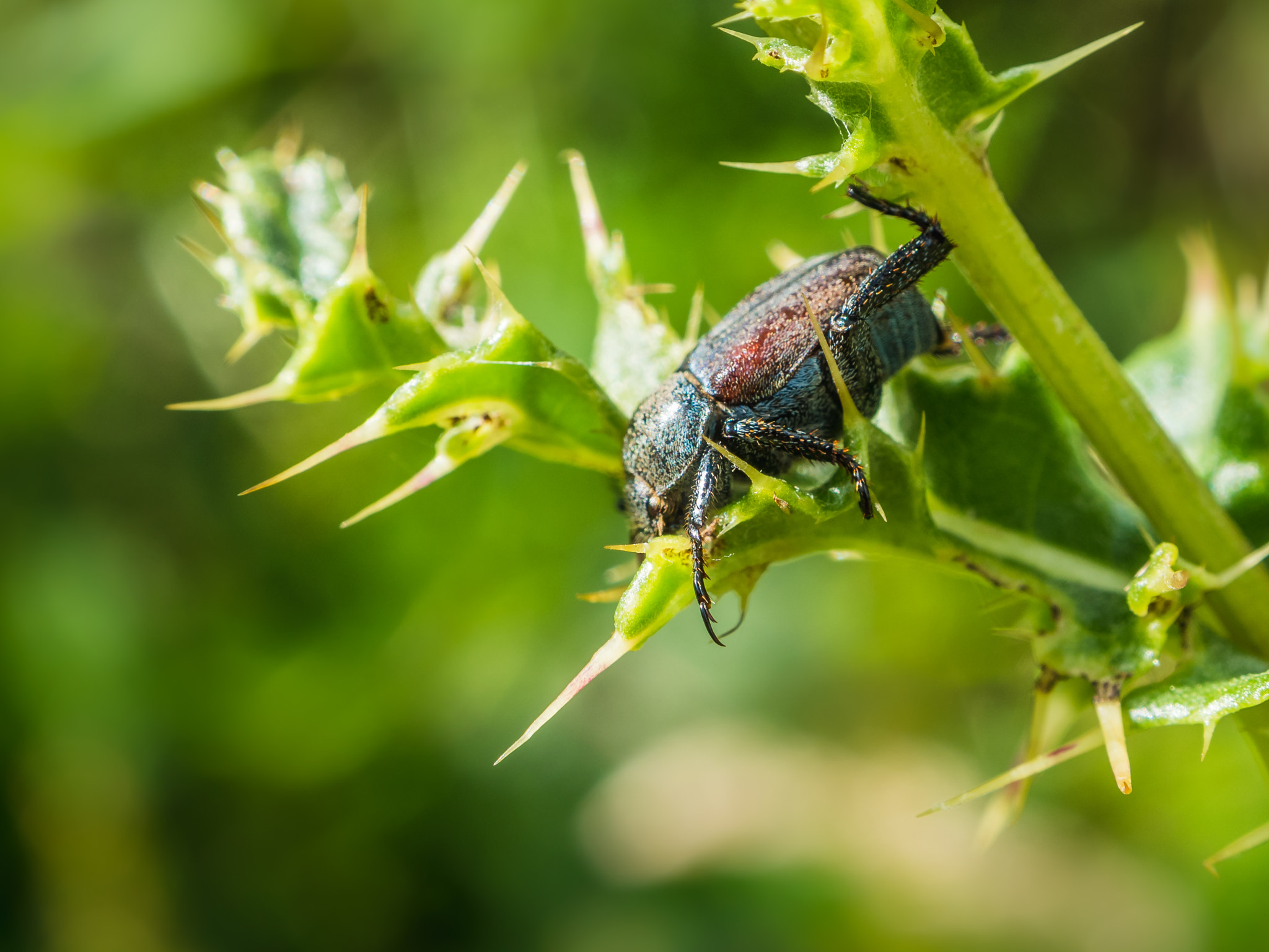 OLYMPUS M.12-50mm F3.5-6.3 sample photo. Lazy bug photography