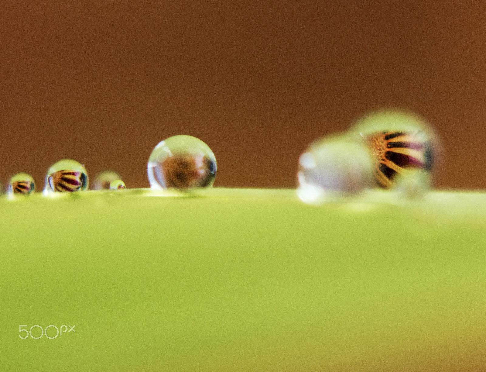 Nikon AF-S DX Micro Nikkor 40mm F2.8 sample photo. Bouquet of waterdrops photography