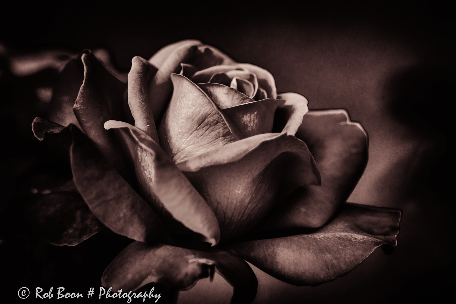 Canon EOS 5DS + Canon EF 100mm F2.8L Macro IS USM sample photo. Rose photography