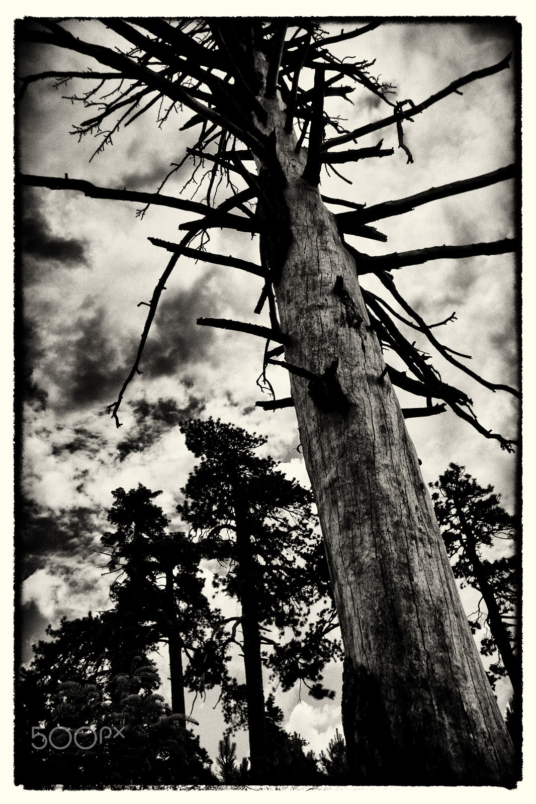Sony DT 50mm F1.8 SAM sample photo. One scary tree photography