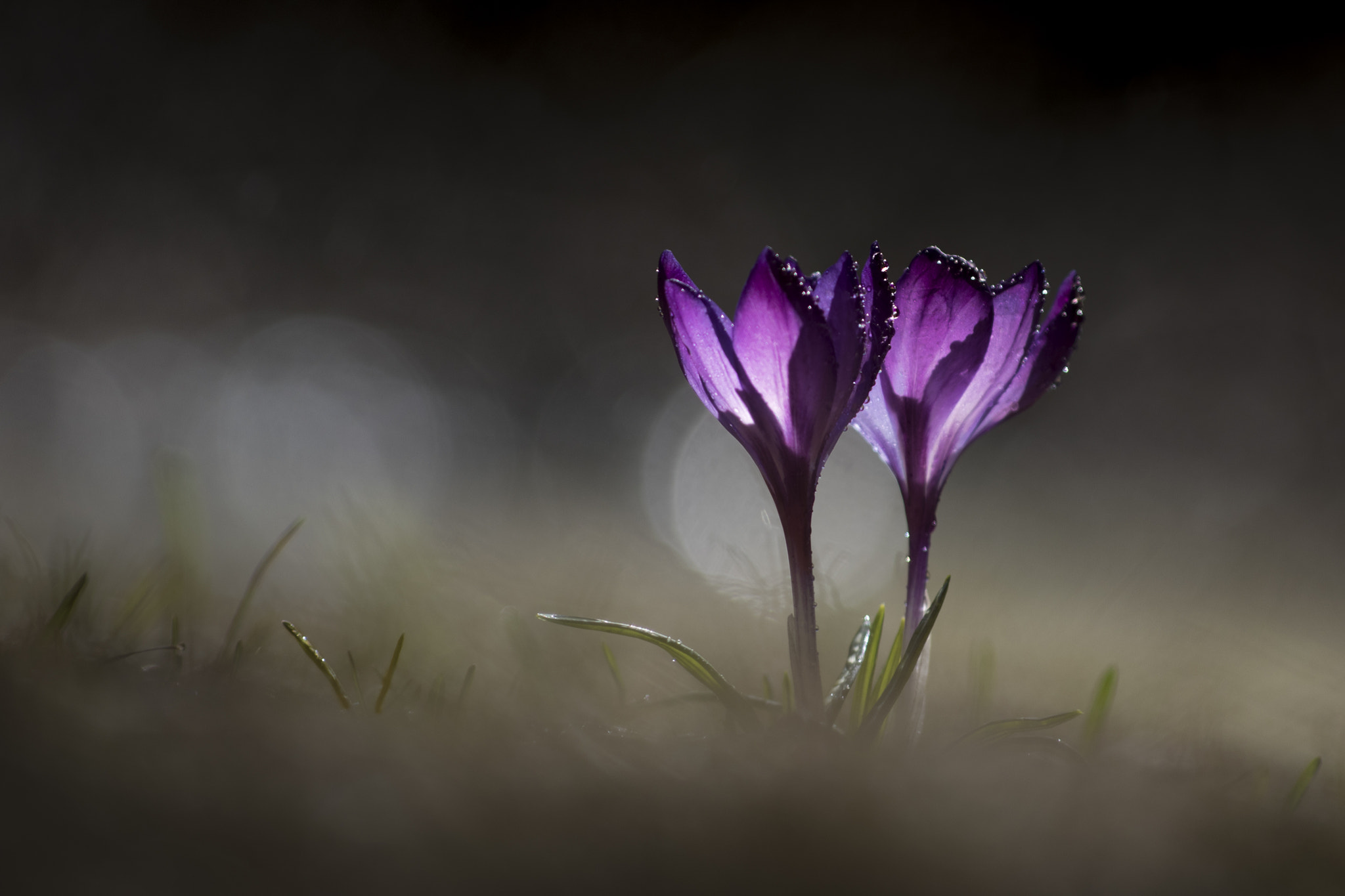 Sigma 70-300mm F4-5.6 APO DG Macro sample photo. Ephemeral light photography