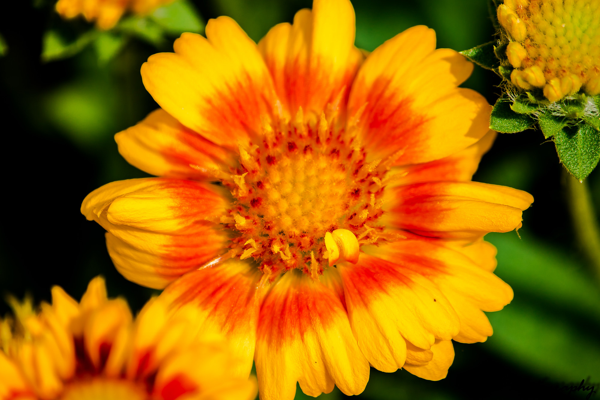 Canon EF-S 55-250mm F4-5.6 IS sample photo. The sun in a flower photography